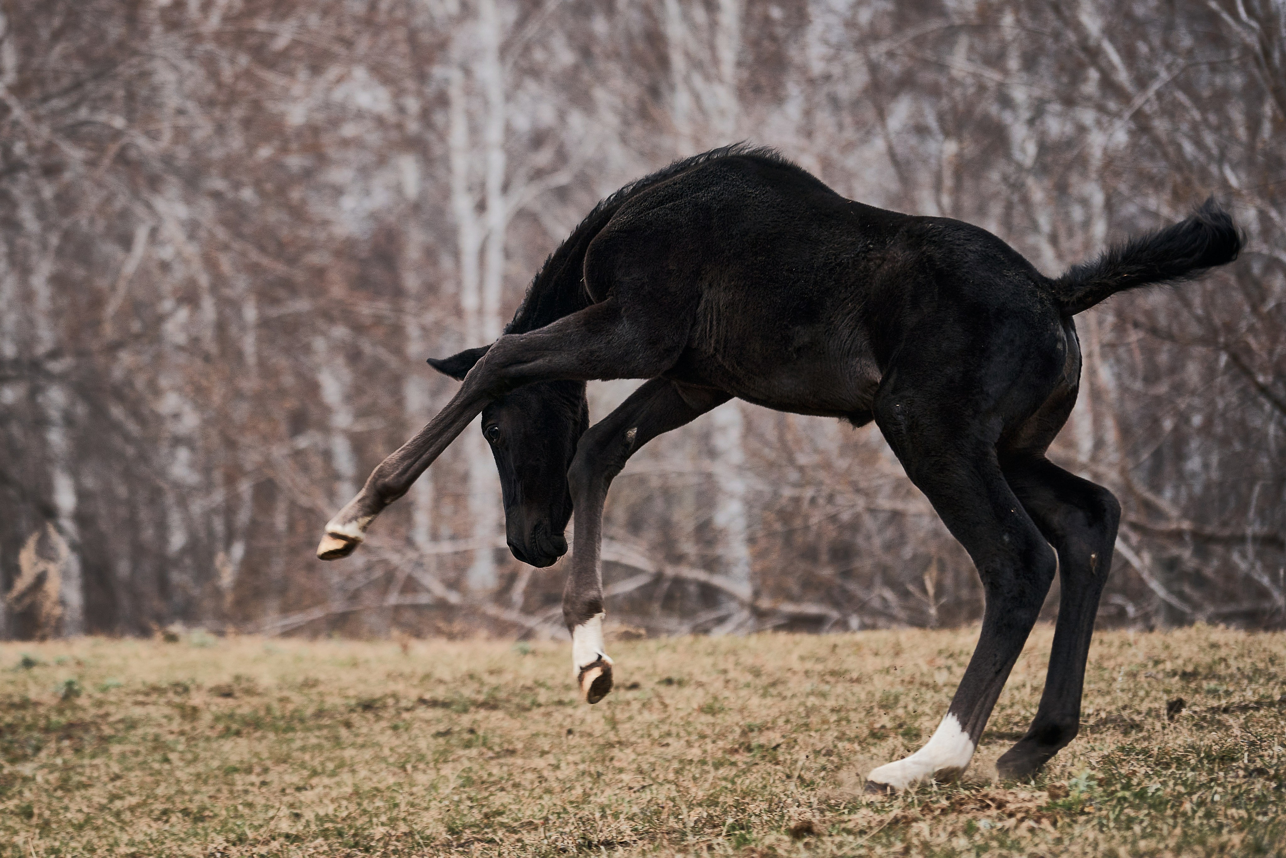 Деспина Хит, спортивная помесь, КСОЦ «Свобода». Фотосессии с лошадьми в Москве, Новосибирске