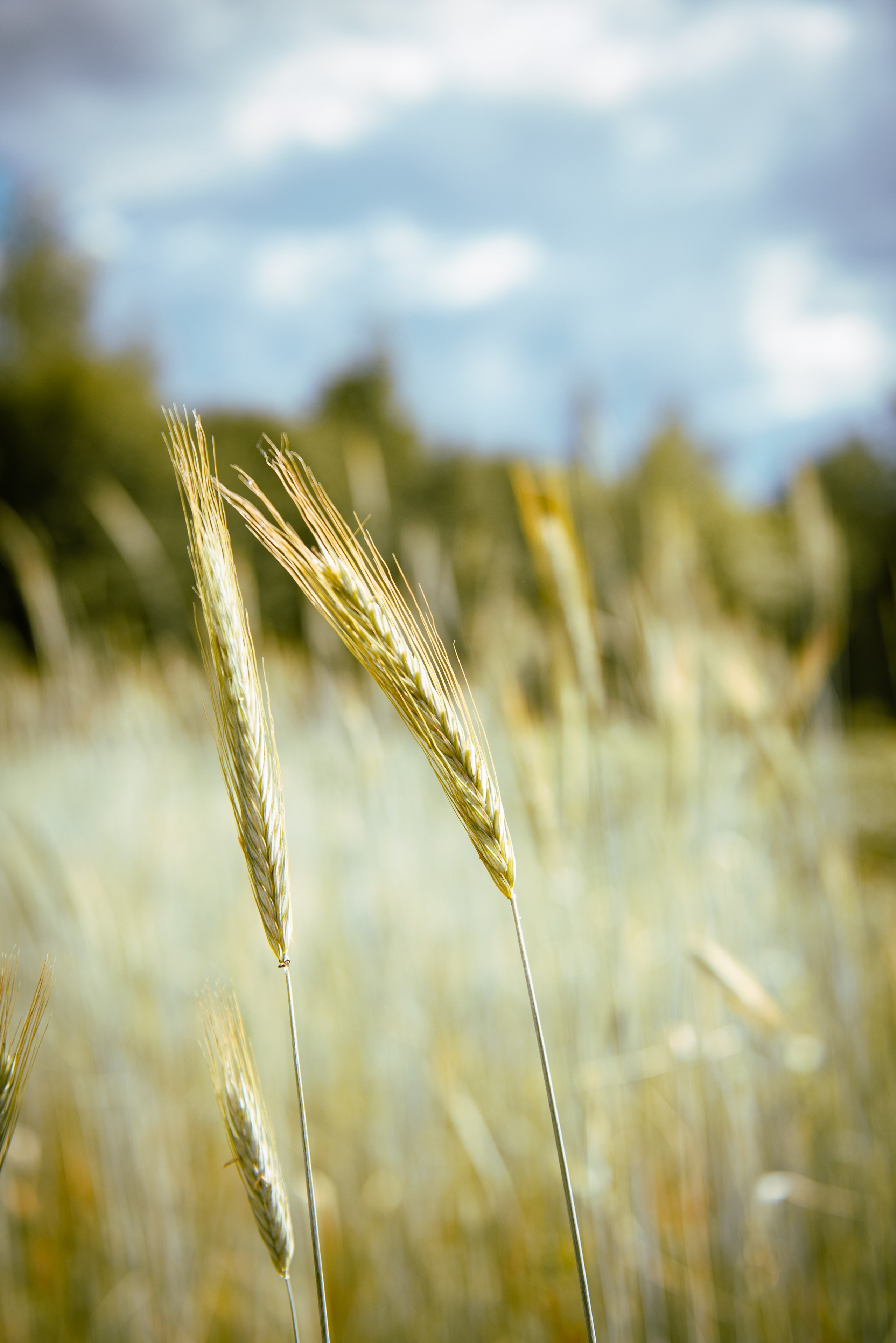 Прогулка по Минску. Анна Боровикова, фотограф Пушкино