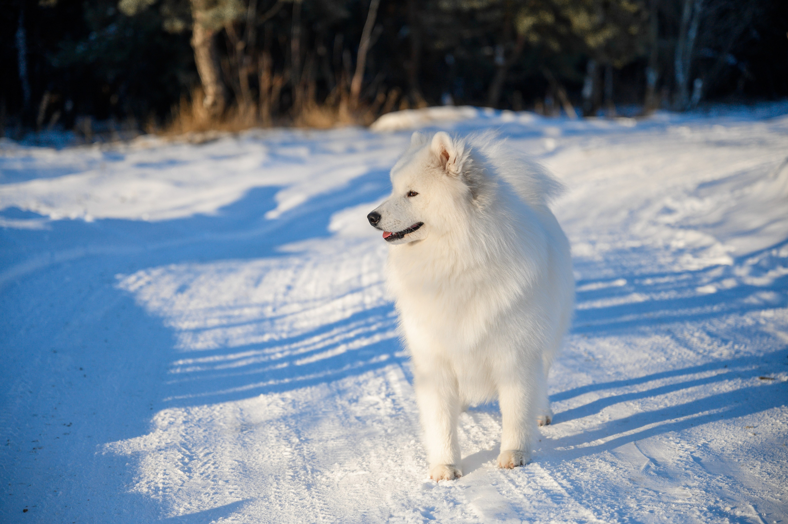 Самоед Тайфун. Bazarkom-photo.ru Фотограф Виктор Оськин в Старом Осколе
