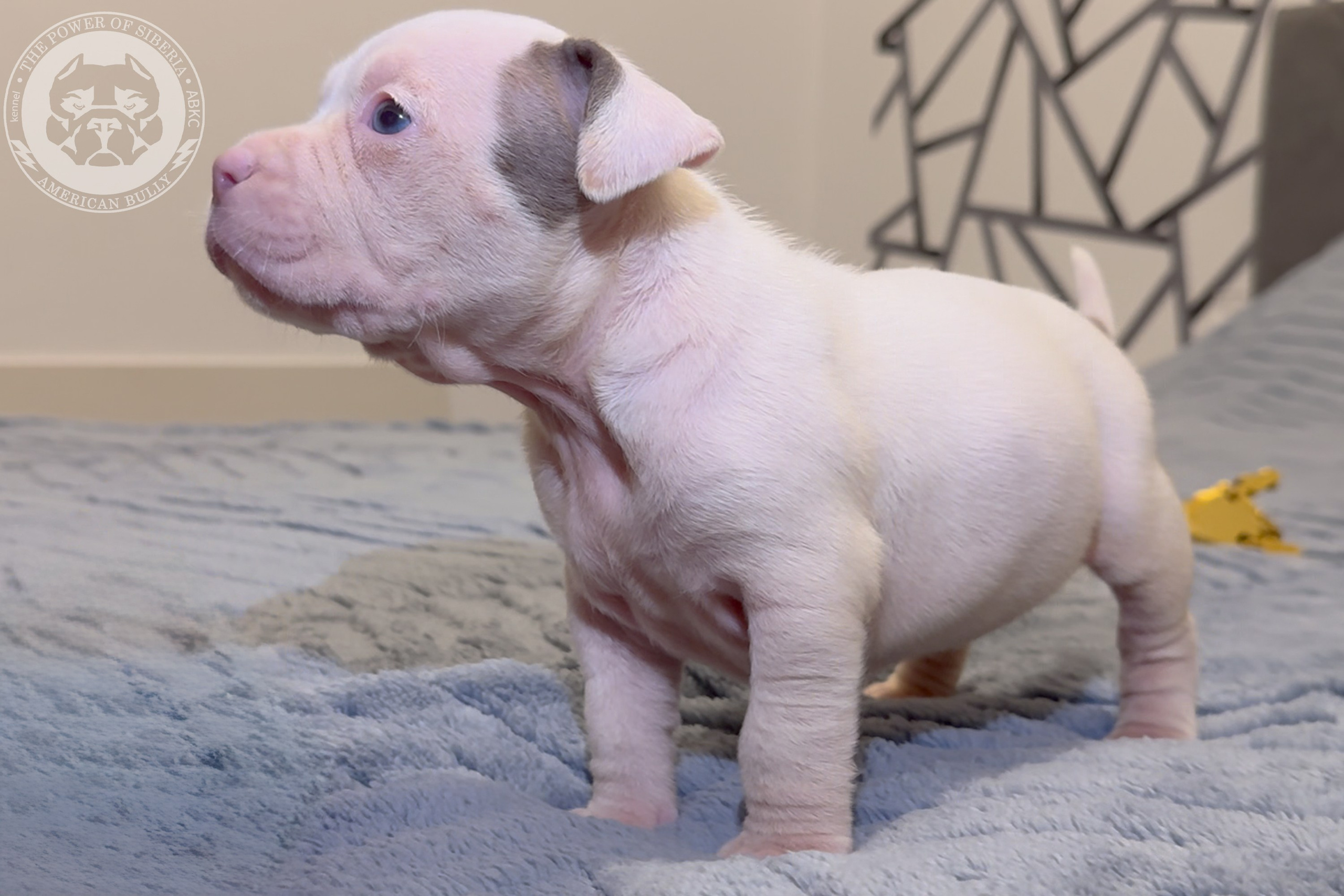 Свободные щенки Американский Булли стандарт и Свободные щенки Американский Булли классик. Американский Булли в г. Ростов-на-Дону. Питомник THE POWER OF SIBERIA