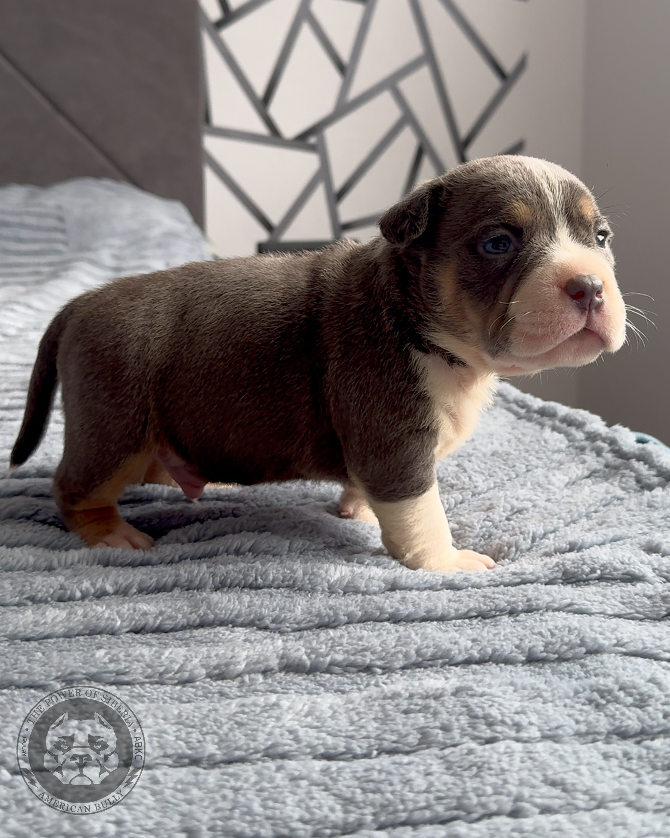 Свободные щенки Американский Булли, в типах покет, классик, стандарт. Американский Булли в г. Ростов-на-Дону. Питомник THE POWER OF SIBERIA