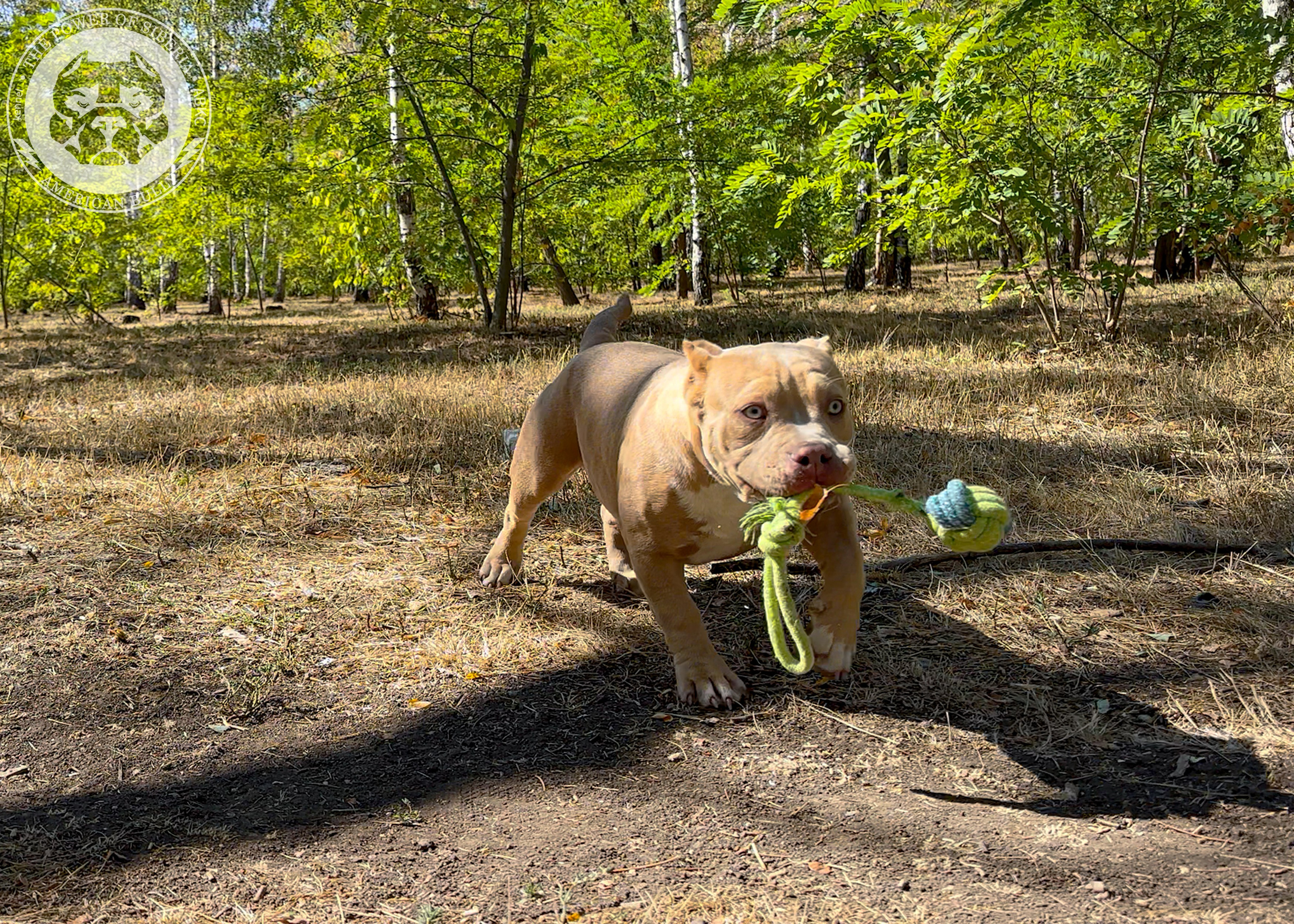 Помет Каспер и Тагира. 21.04.25. Американский Булли в г. Ростов-на-Дону. Питомник THE POWER OF SIBERIA