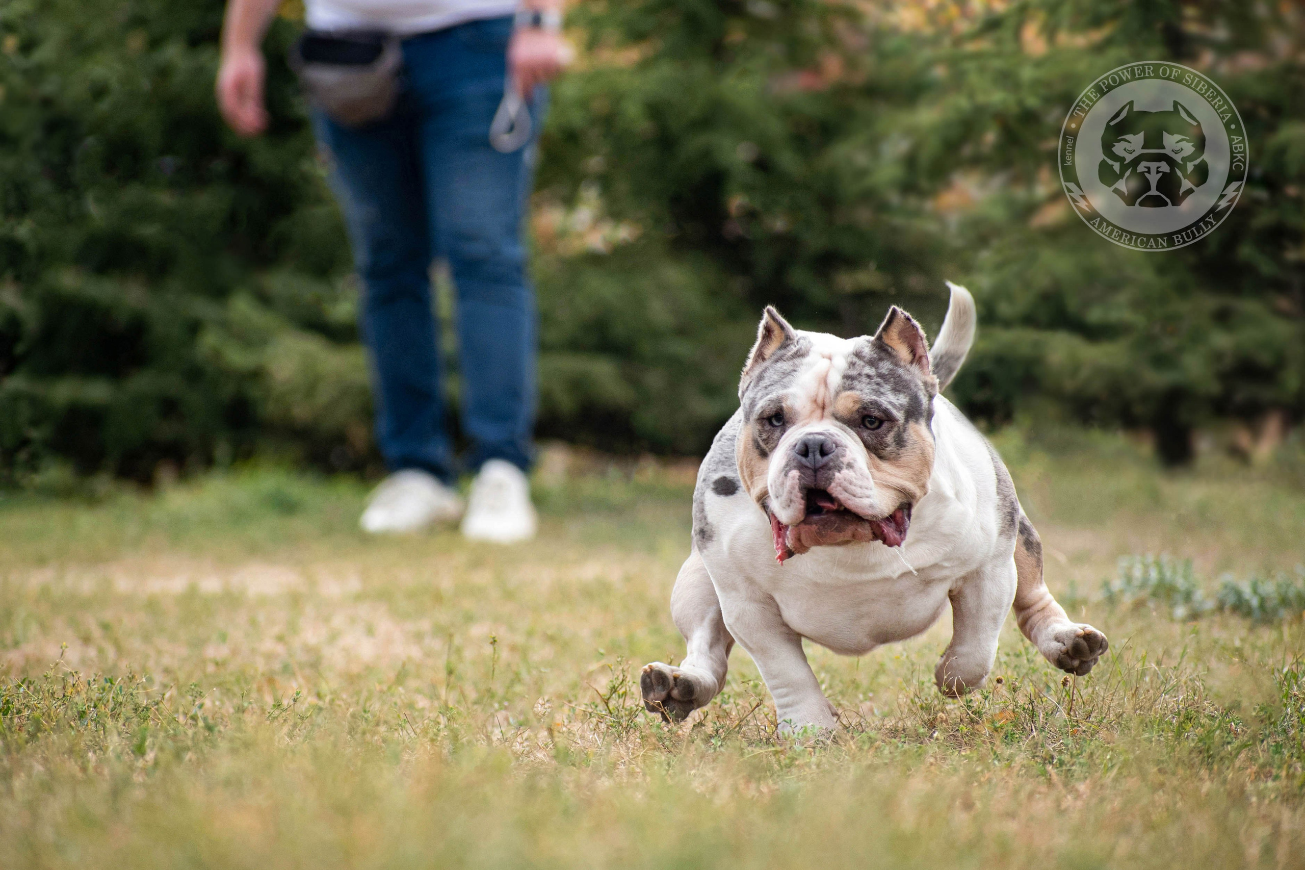 Августовские фотографии Каспера. Американский Булли в г. Ростов-на-Дону. Питомник THE POWER OF SIBERIA