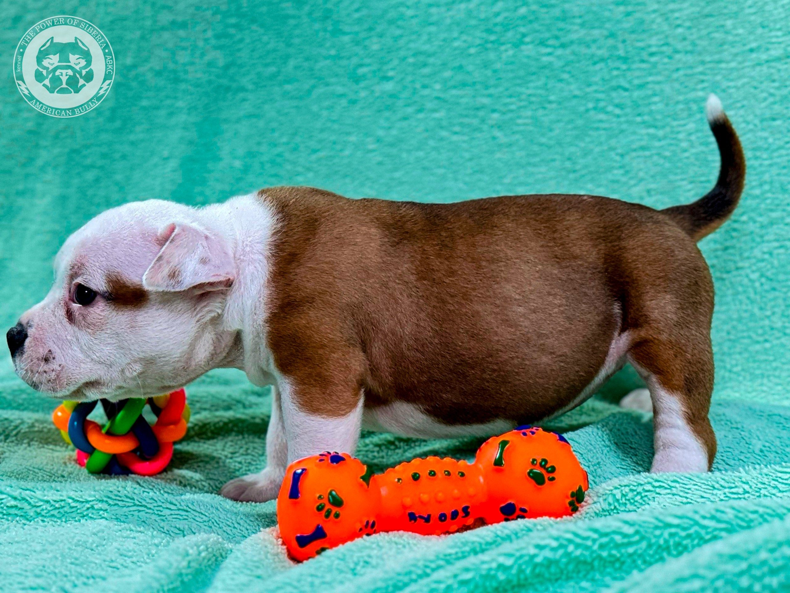 Свободные щенки Американский Булли стандарт и Свободные щенки Американский Булли классик. Американский Булли в г. Ростов-на-Дону. Питомник THE POWER OF SIBERIA