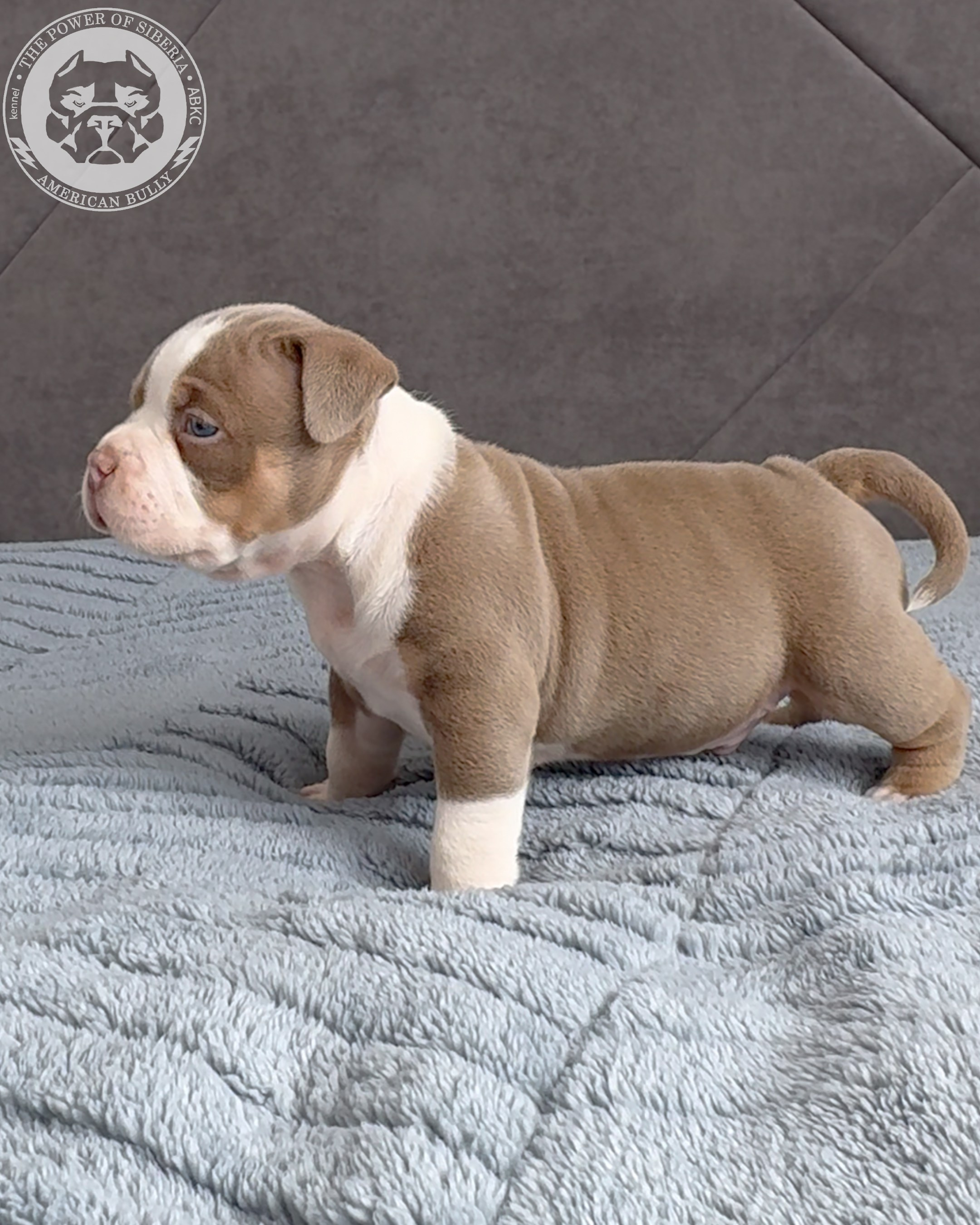 Свободные щенки Американский Булли, в типах покет, классик, стандарт. Американский Булли в г. Ростов-на-Дону. Питомник THE POWER OF SIBERIA
