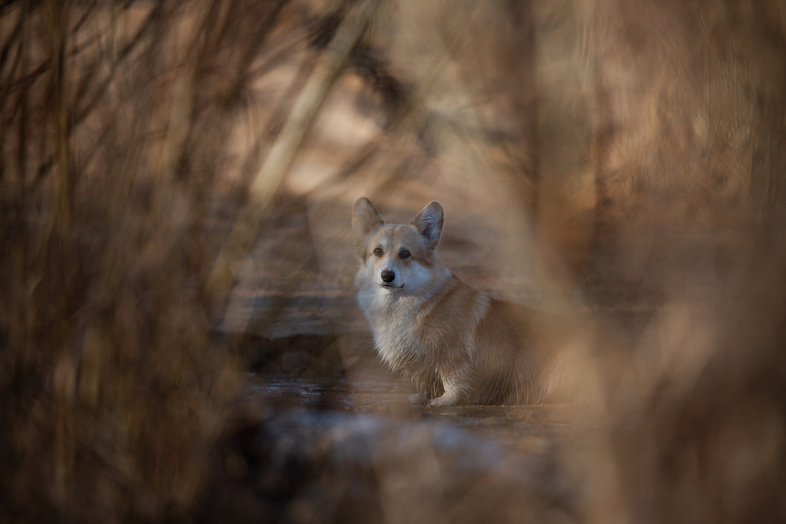 Собаки. Фотограф-анималист Юлия Удовенко