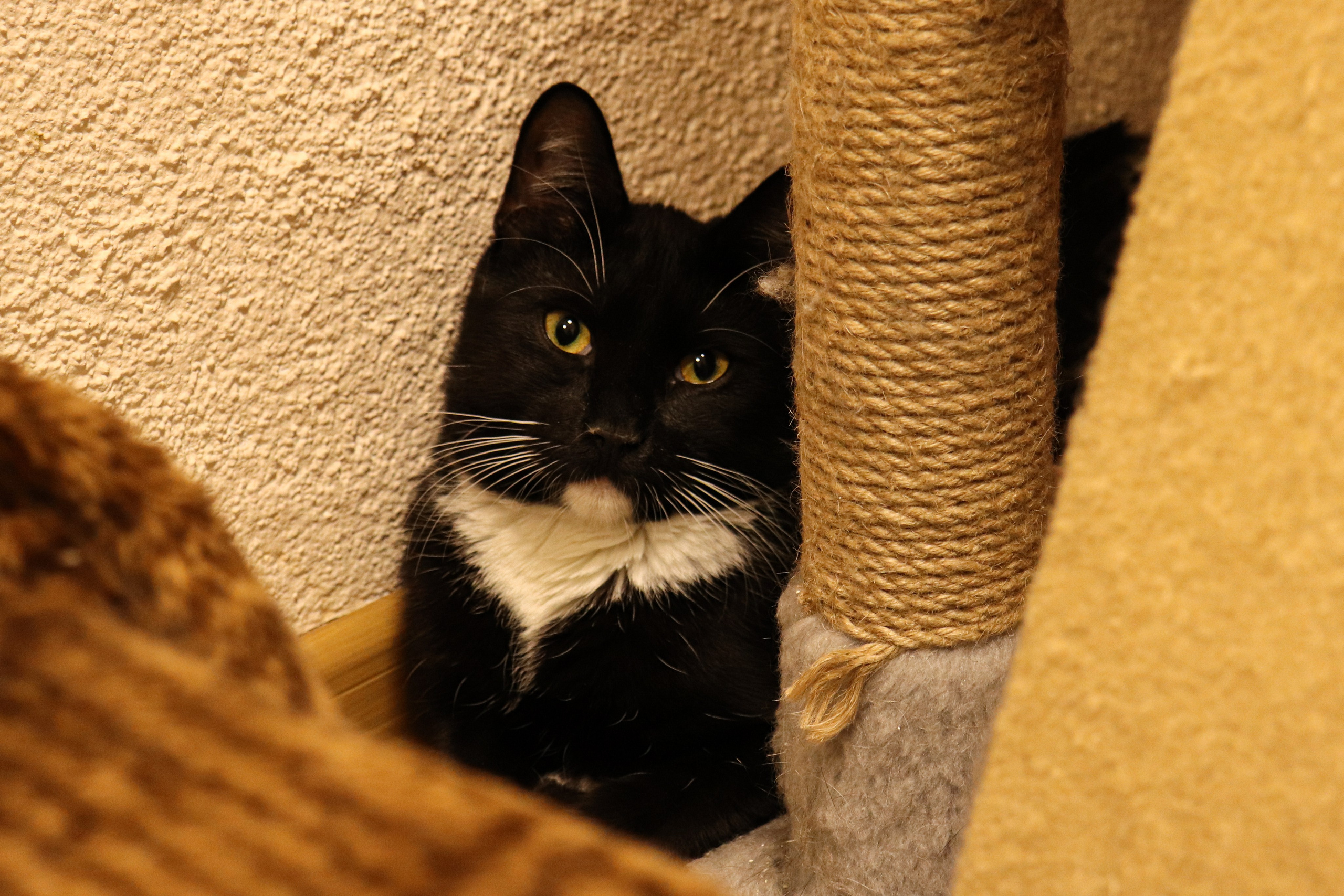 Петербургский дом кота (27 июня 2024). Ивентный фотограф в Санкт-Петербурге Олег Комков