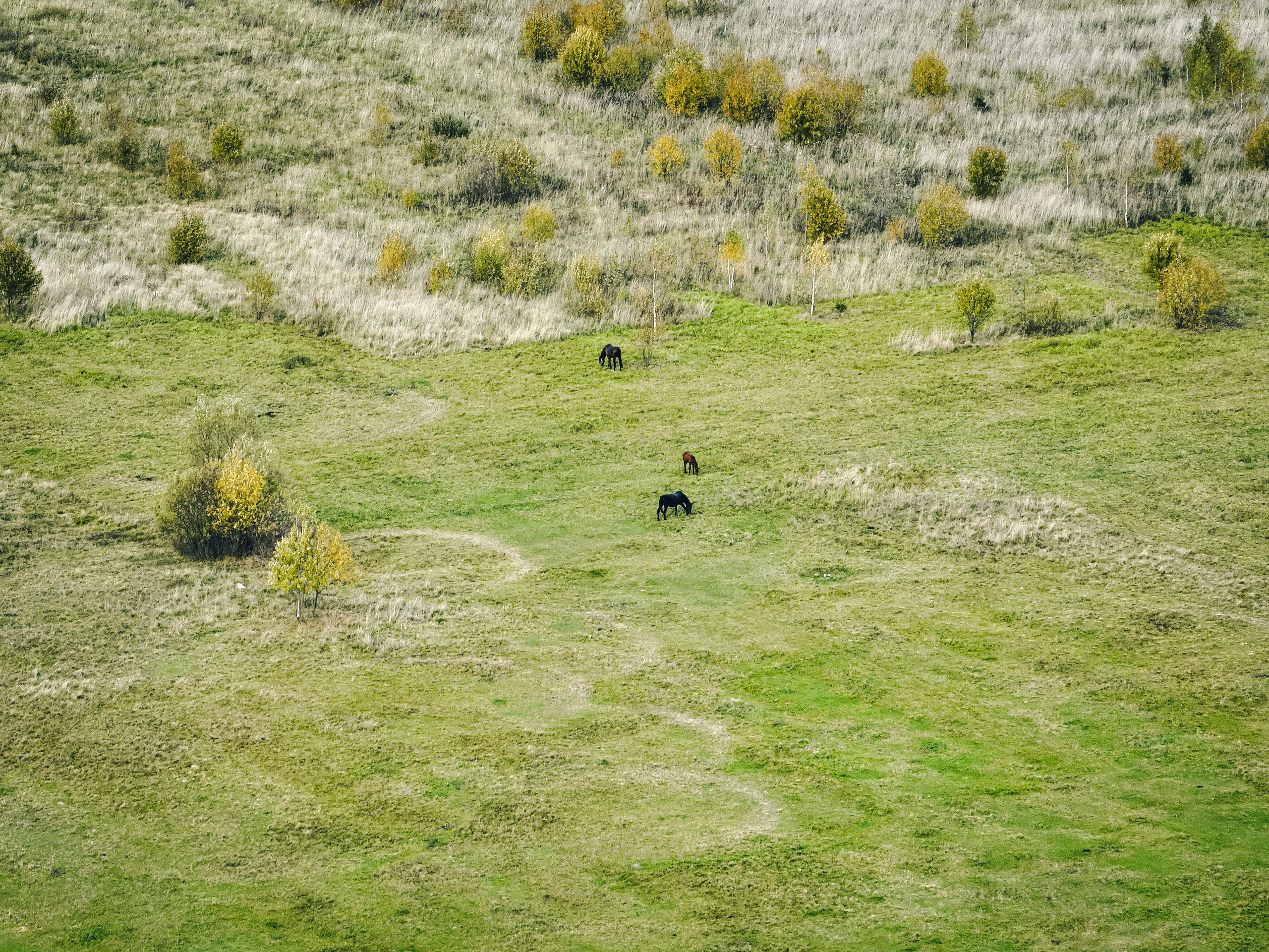 кони пасутся на лугу и едят траву