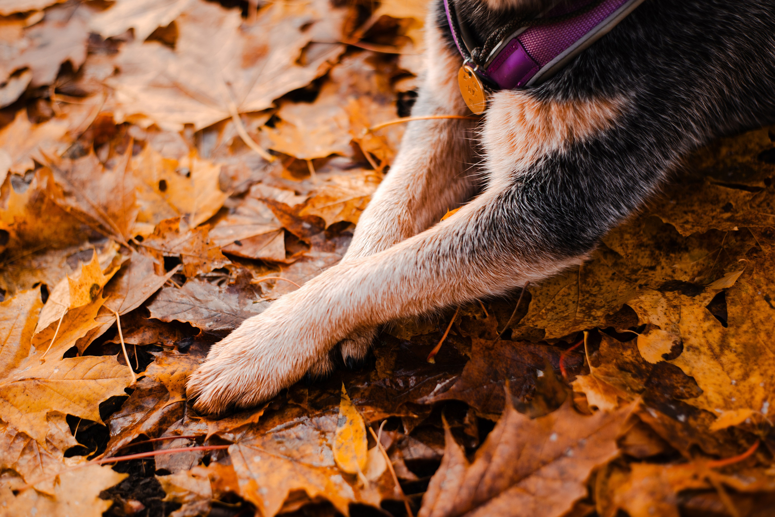 Юля, Антон и Лу. Фотограф-анималист Мария Баркевич | Москва