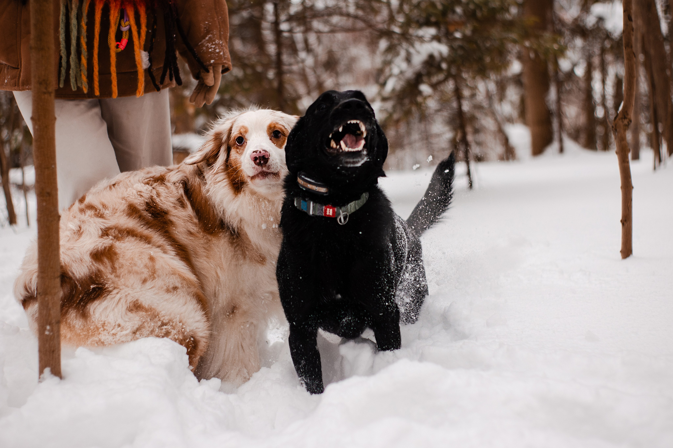 Юля и Ума. Фотограф-анималист Мария Баркевич | Москва
