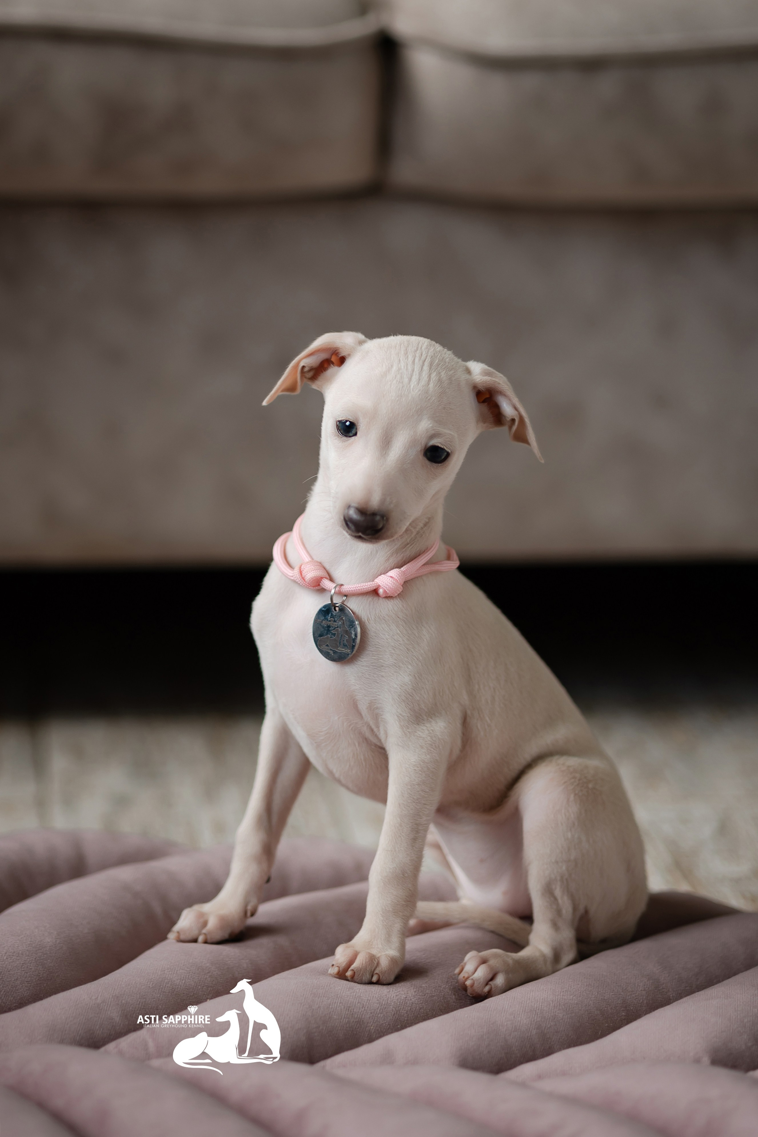Белоснежные. Professional Italian Greyhound Kennel RKF/FCI ASTI SAPPHIRE 💎 Sochi|St. Petersburg