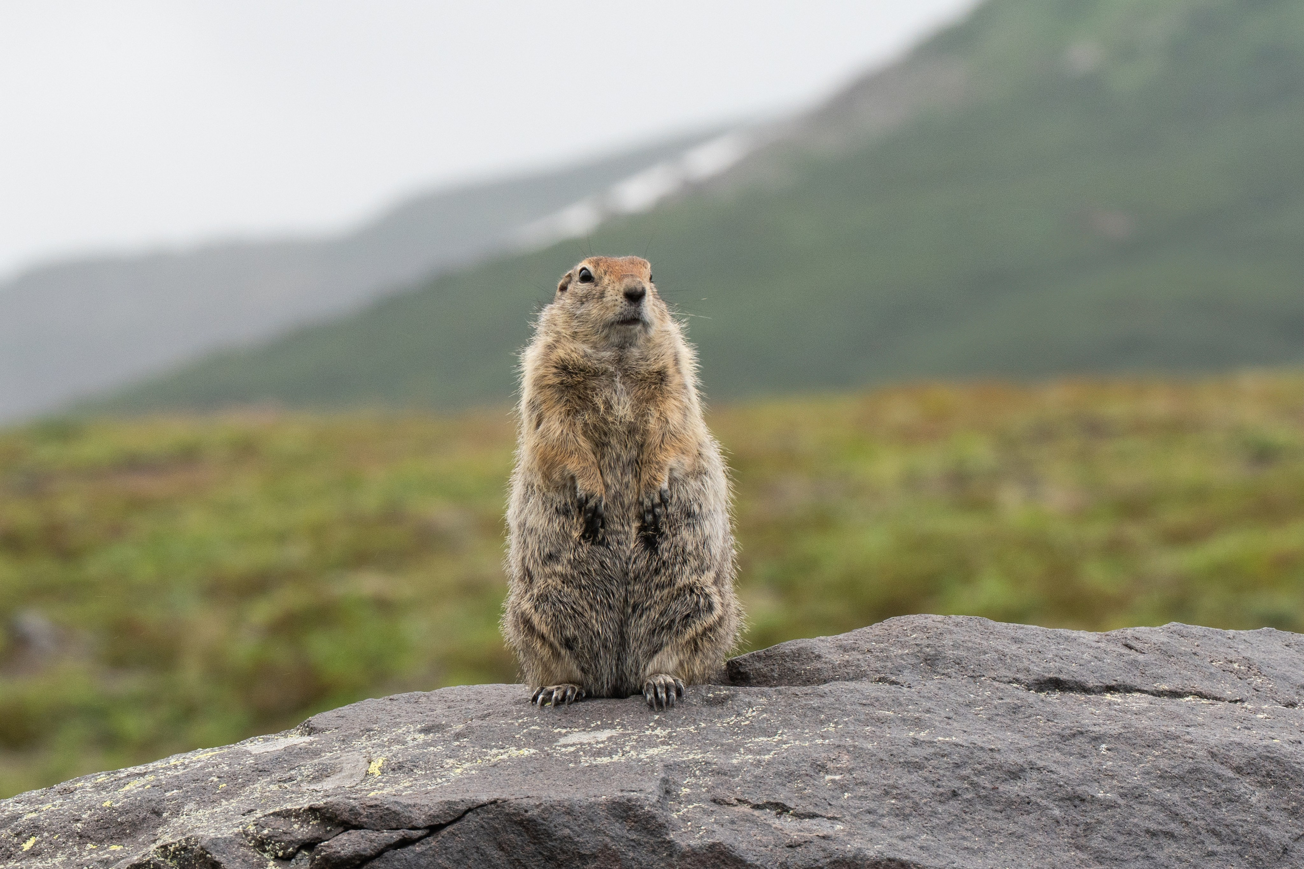 Дикий животный мир. Daria wanderer photography