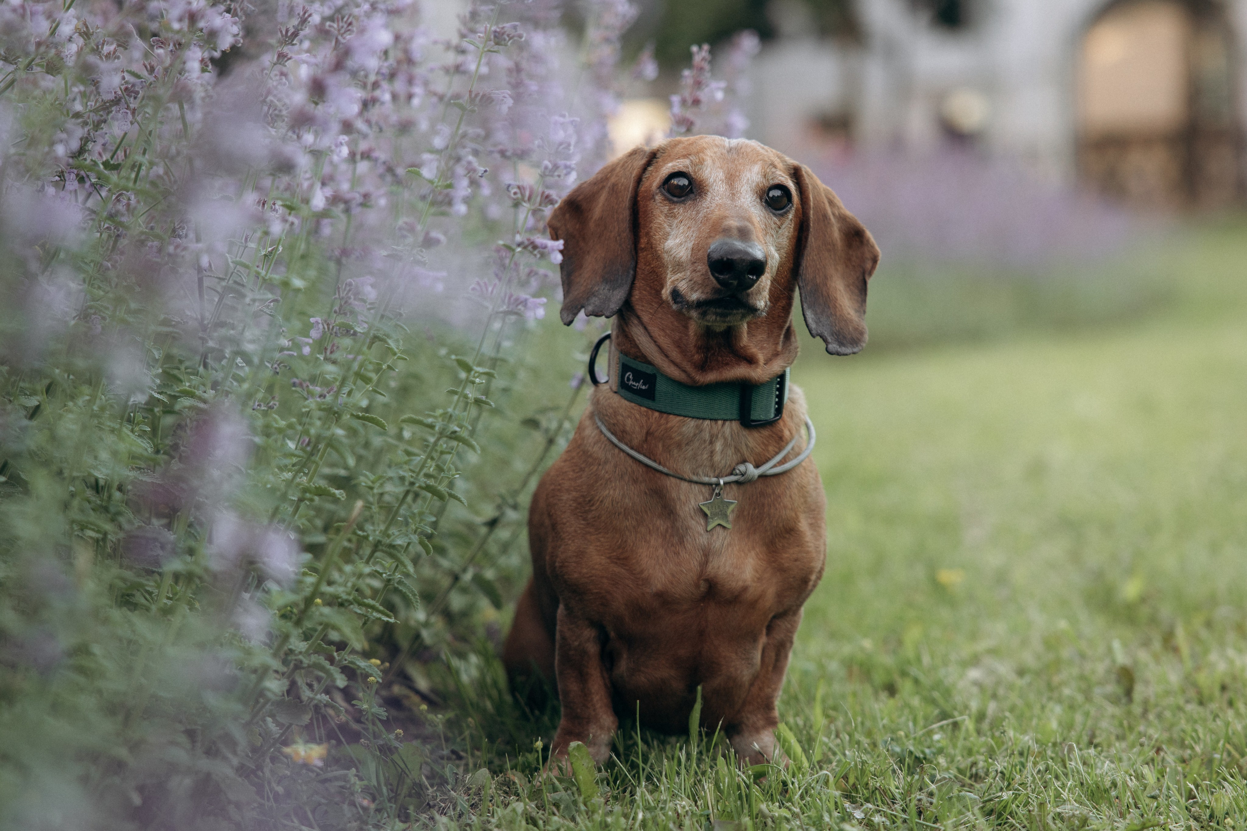 Минск. Алина и Сэм. Фотограф анималист в Казани Алина Сулейманова. Фотограф животных