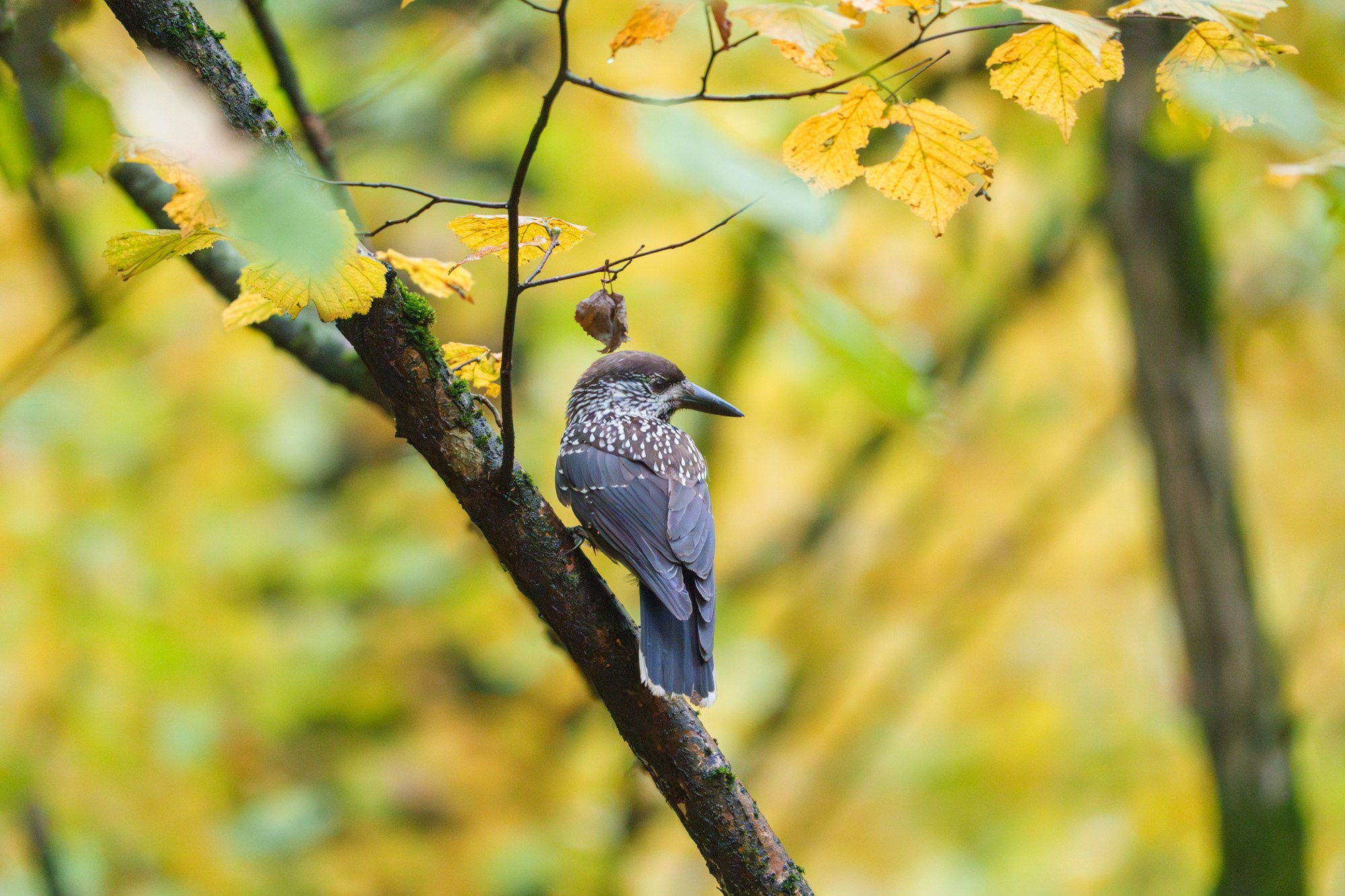 Удивительные мир птиц. Вокруг нас столько прекрасного — присмотритесь!. Ваш личный фотограф Марина Волкова