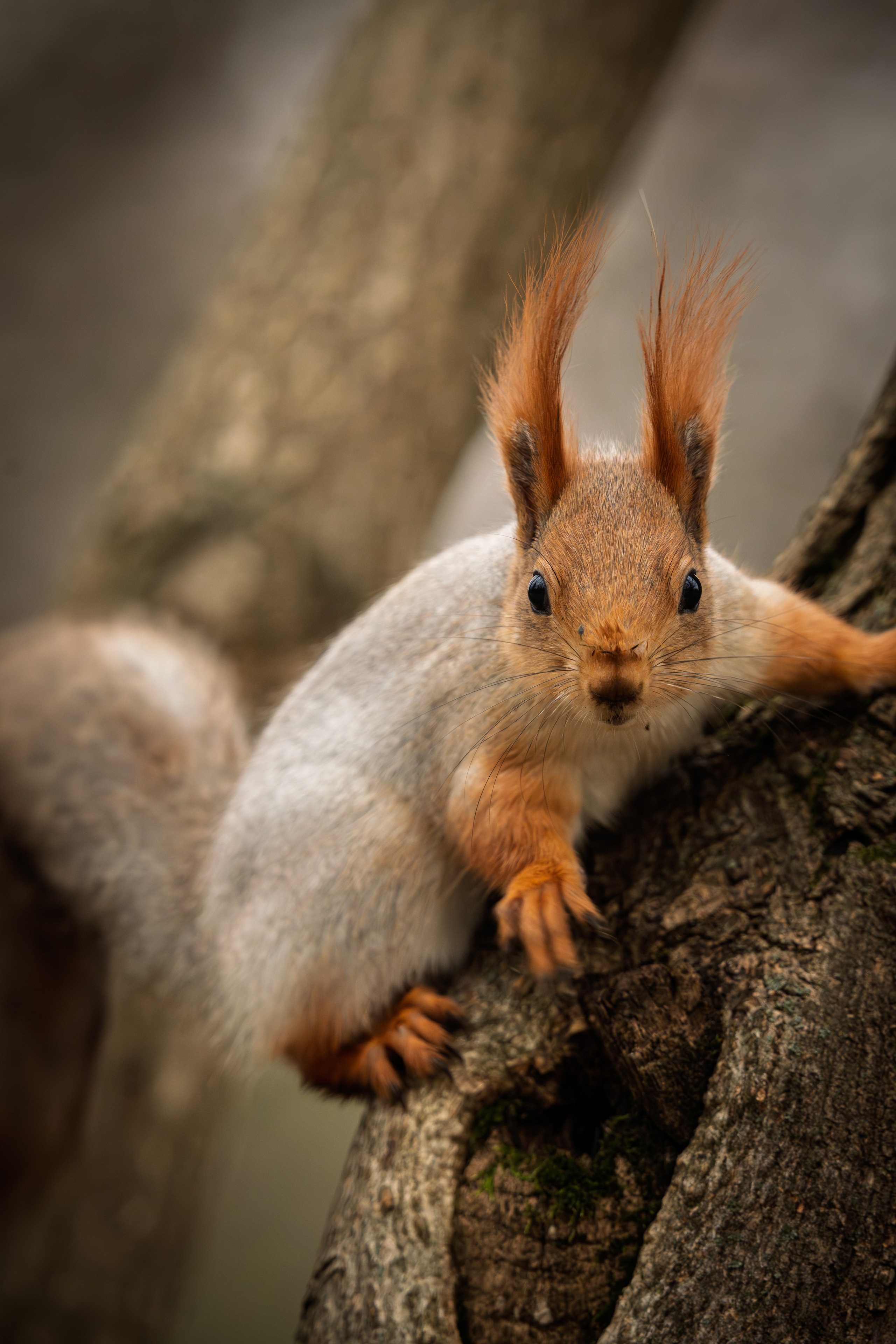 Животные. 35 мм