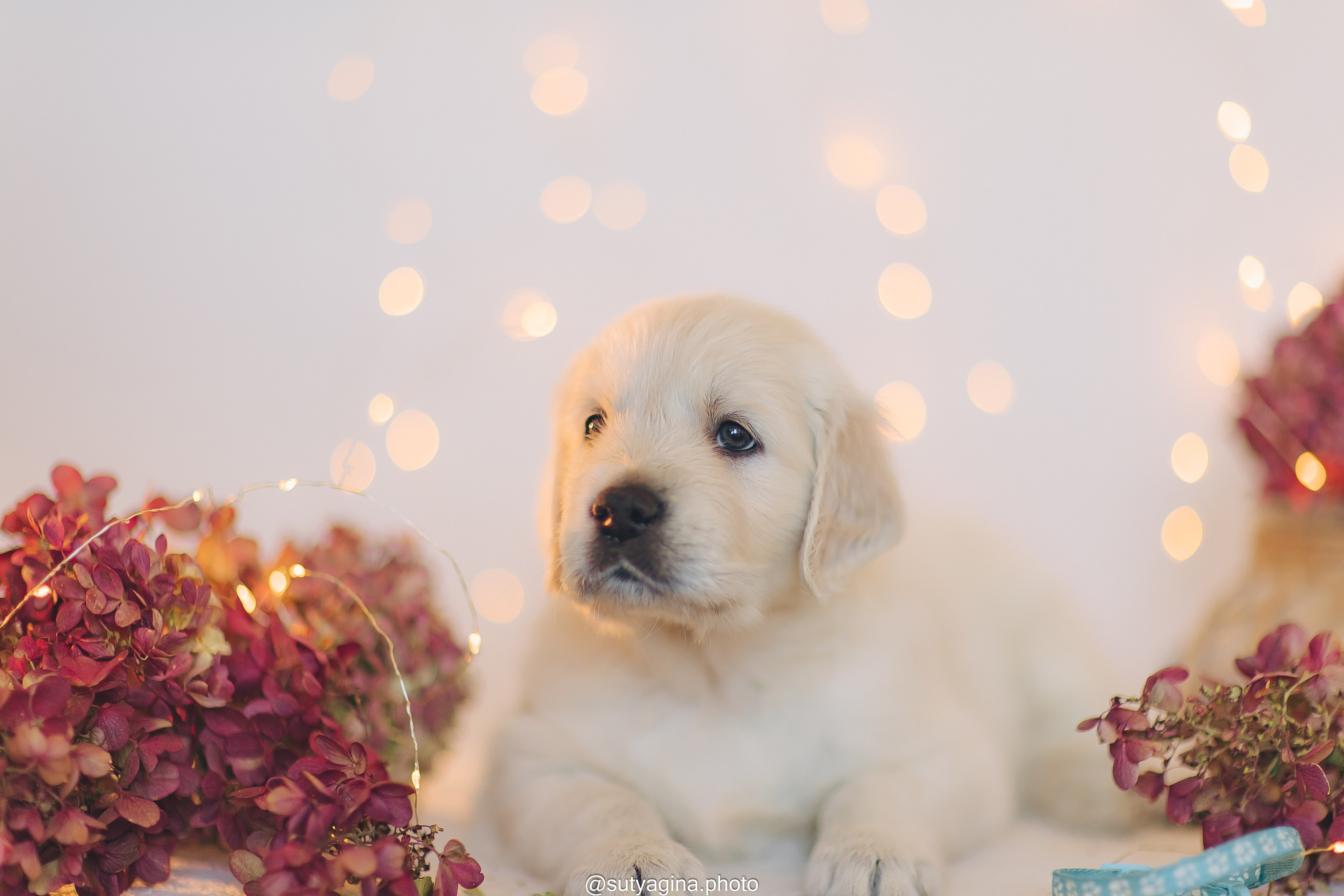 Голубой ошейник. Свадебный и женский фотограф