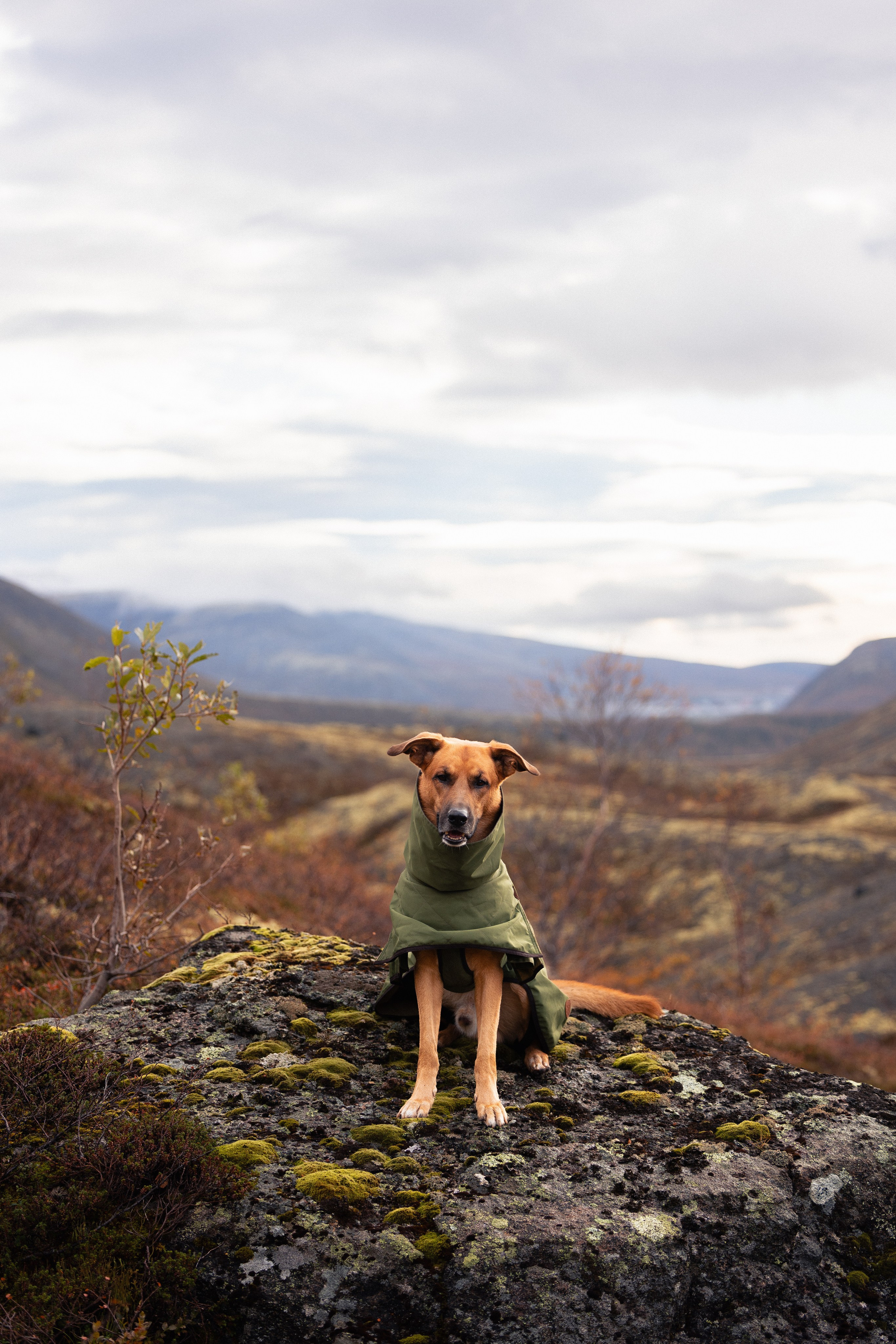 Кольский. Фотограф и видеограф анималист Аганина Дарья