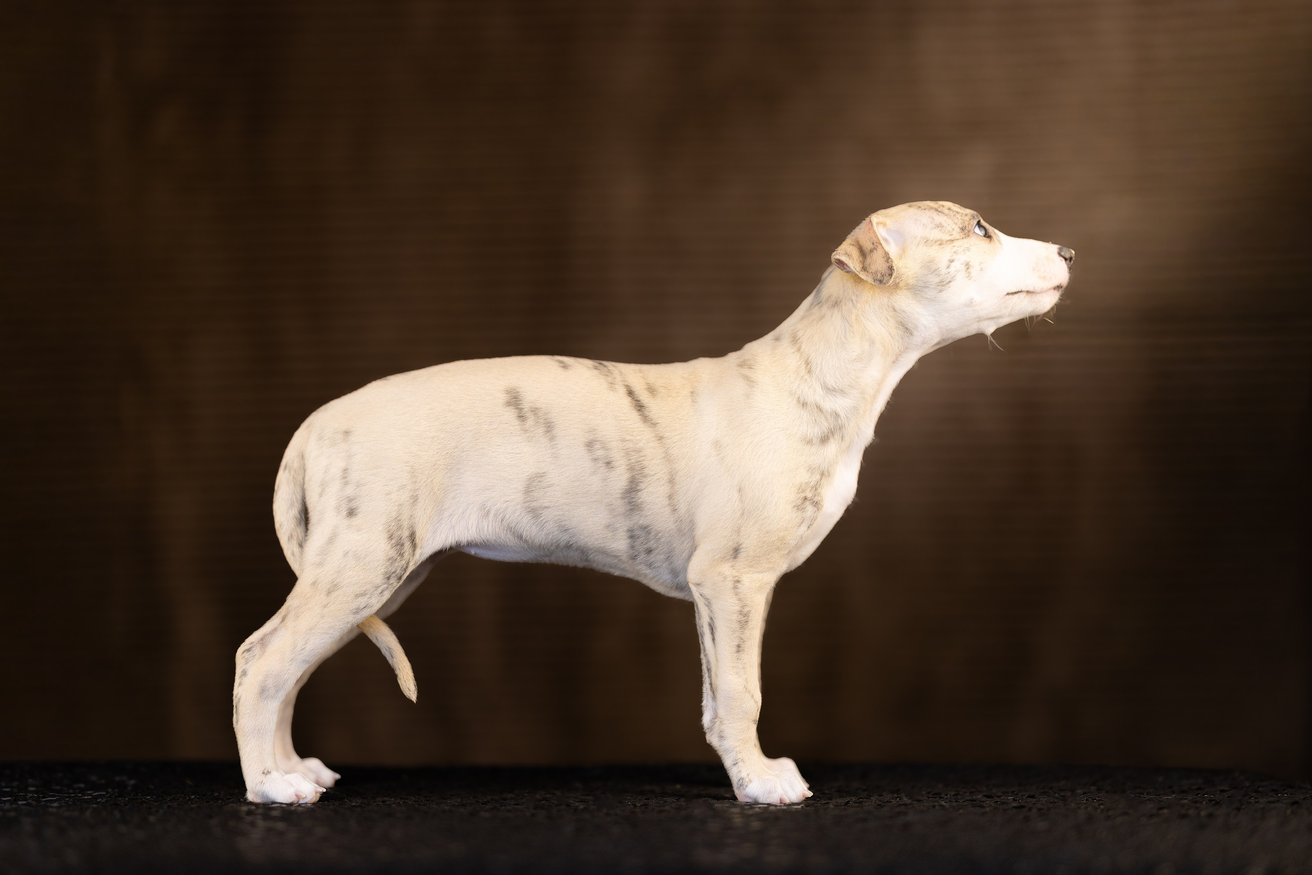 Уиппет. Фотограф и видеограф анималист Аганина Дарья