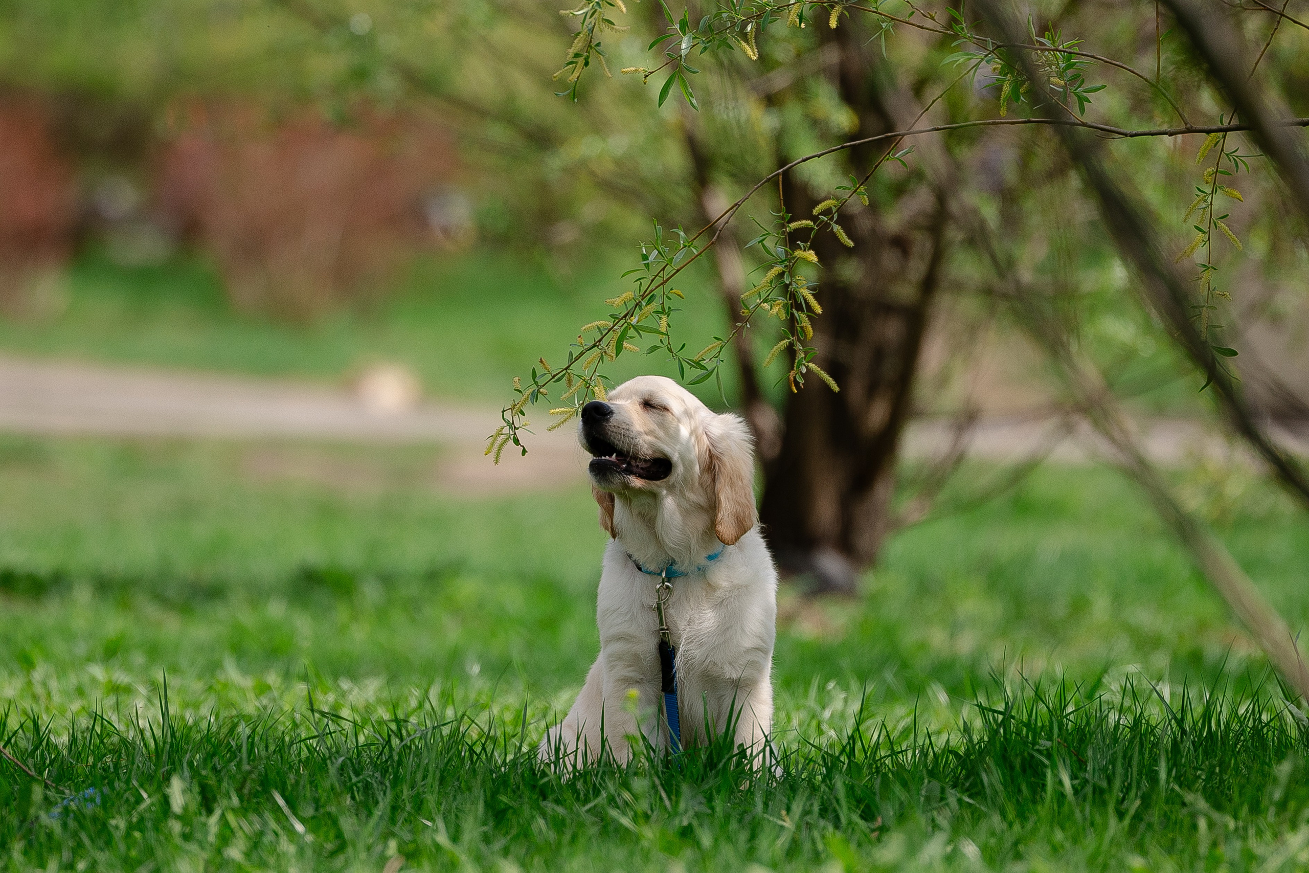 Голден ретривер. Фотограф и видеограф анималист Аганина Дарья