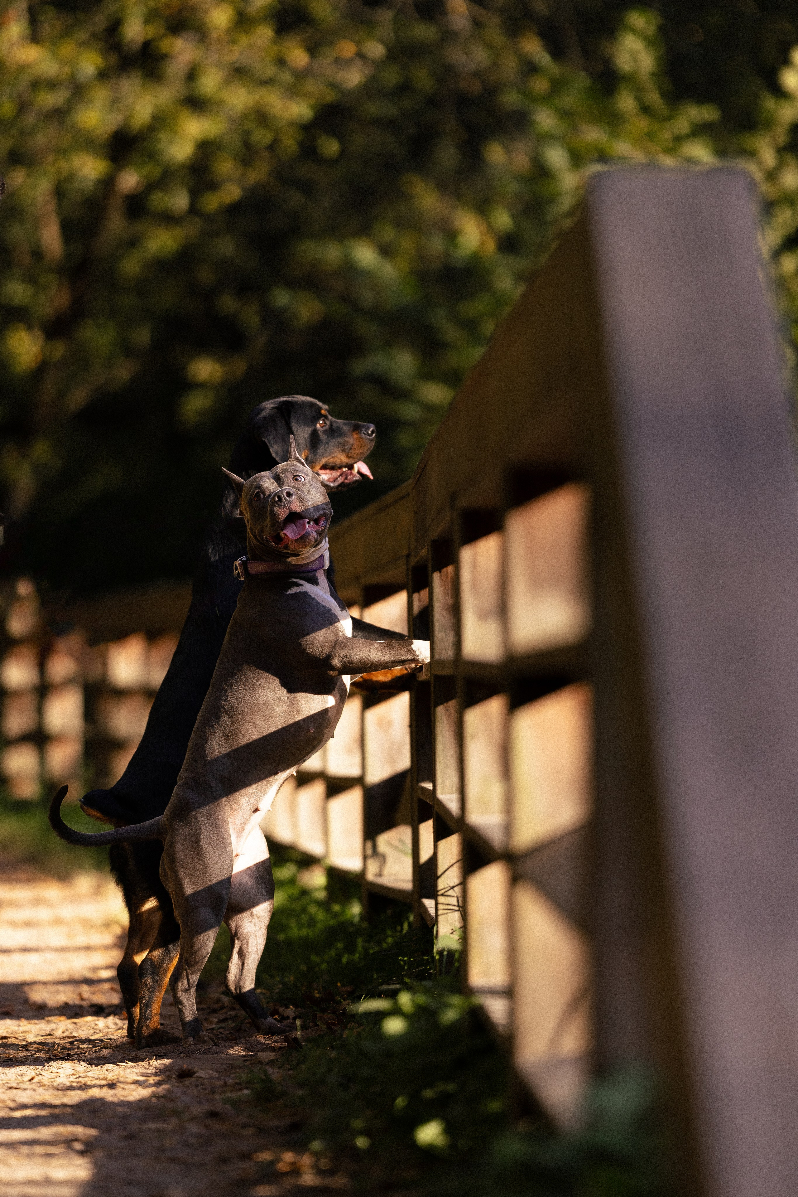 Катя, Леша, Лея и Трой. Фотограф и видеограф анималист Аганина Дарья