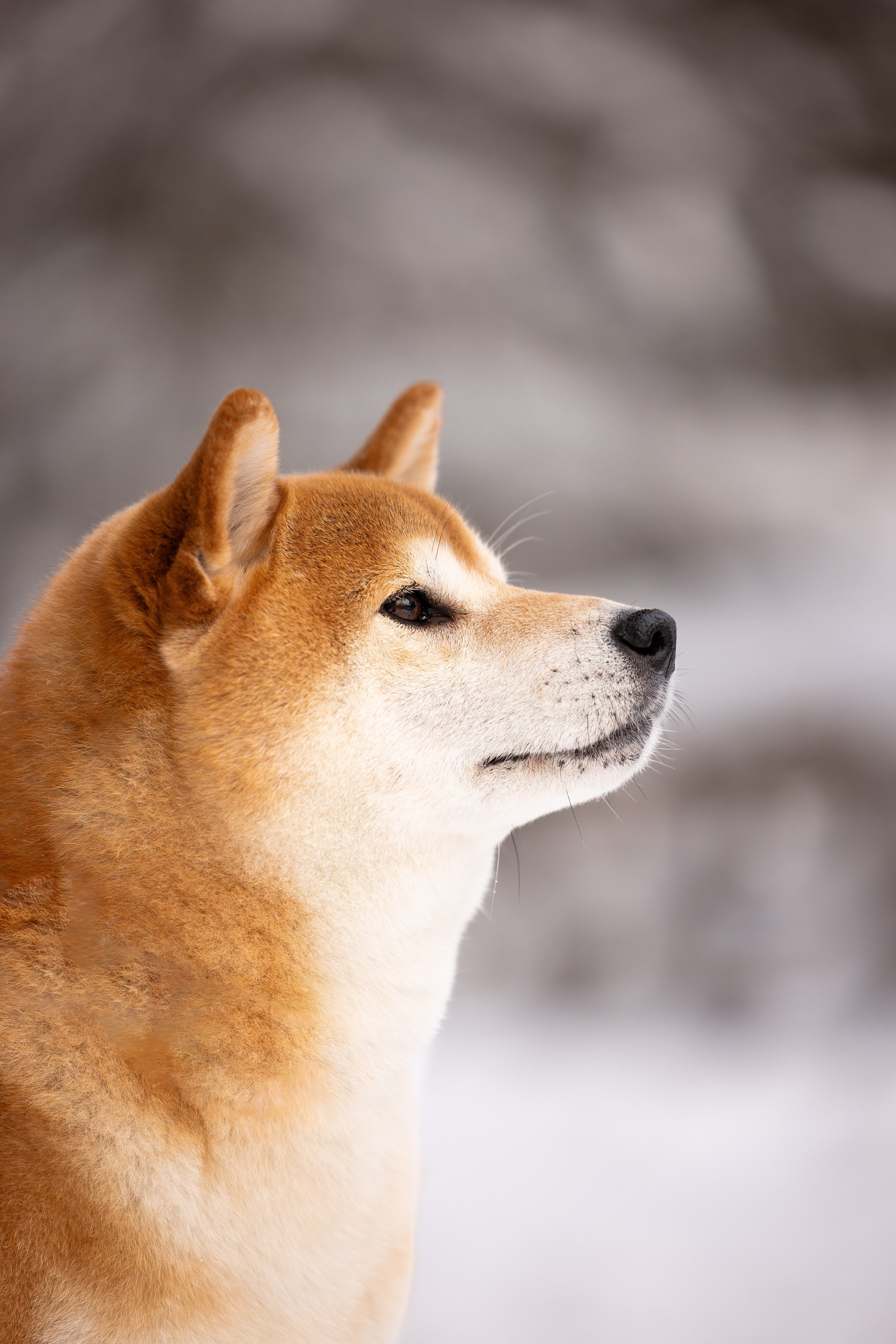 Юми, Серж и Тоши. Фотограф и видеограф анималист Аганина Дарья
