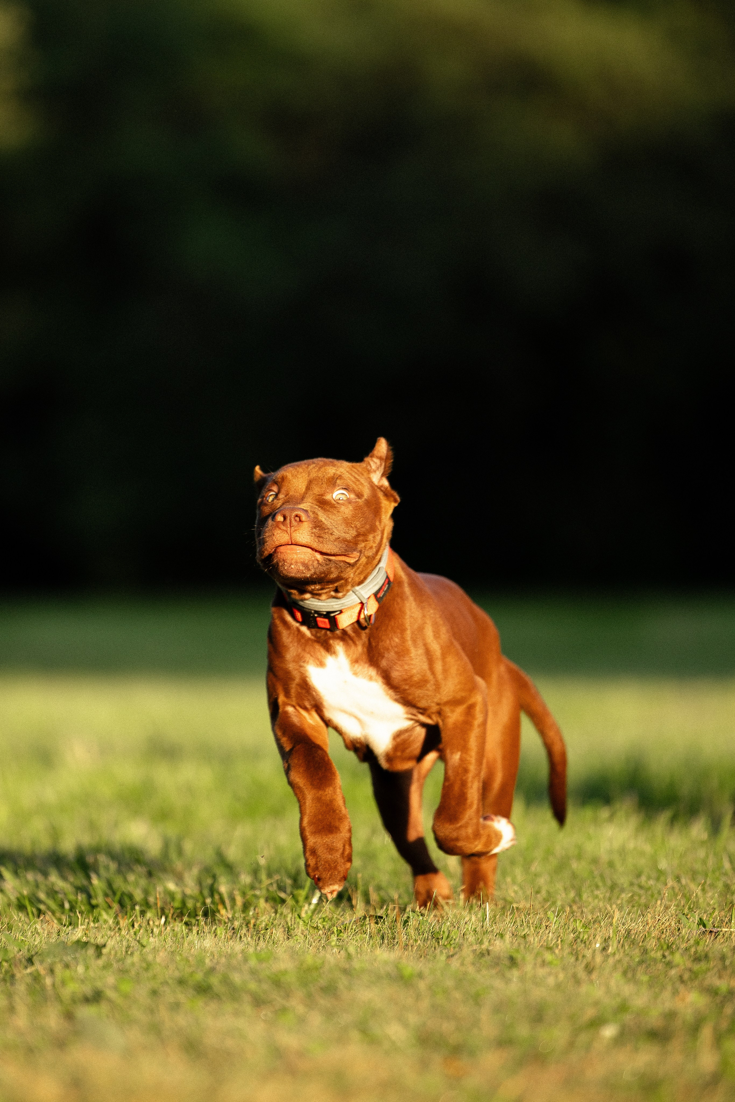 Елена и Хан. Фотограф и видеограф анималист Аганина Дарья