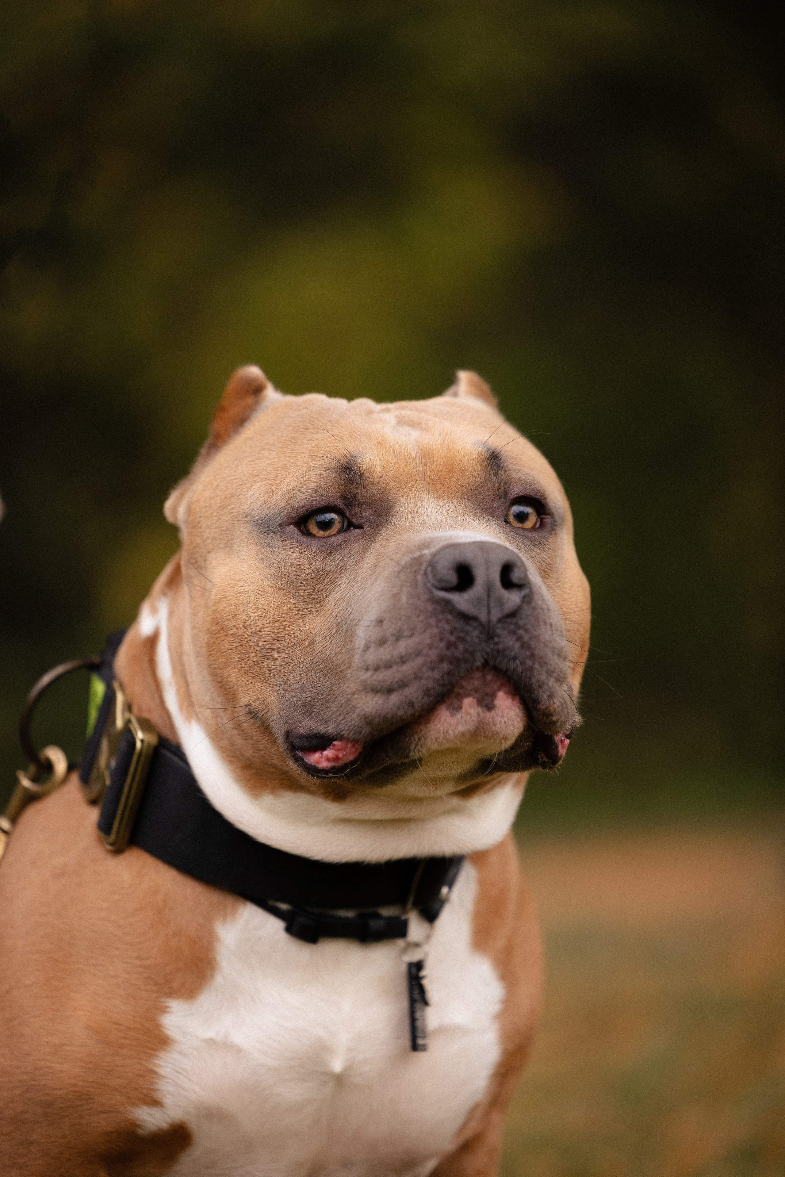 Алена и Тор. Фотограф и видеограф анималист Аганина Дарья