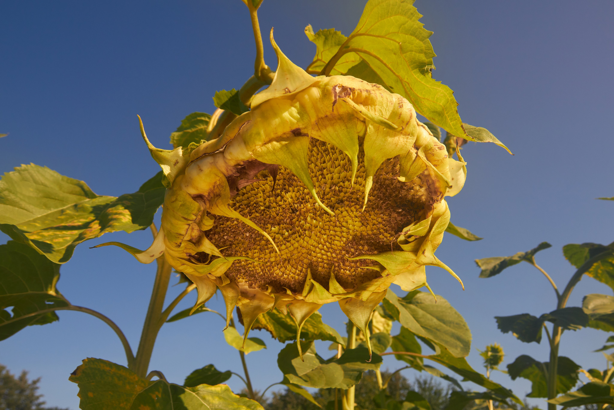 Цветы. Фотограф Сергей Яркин