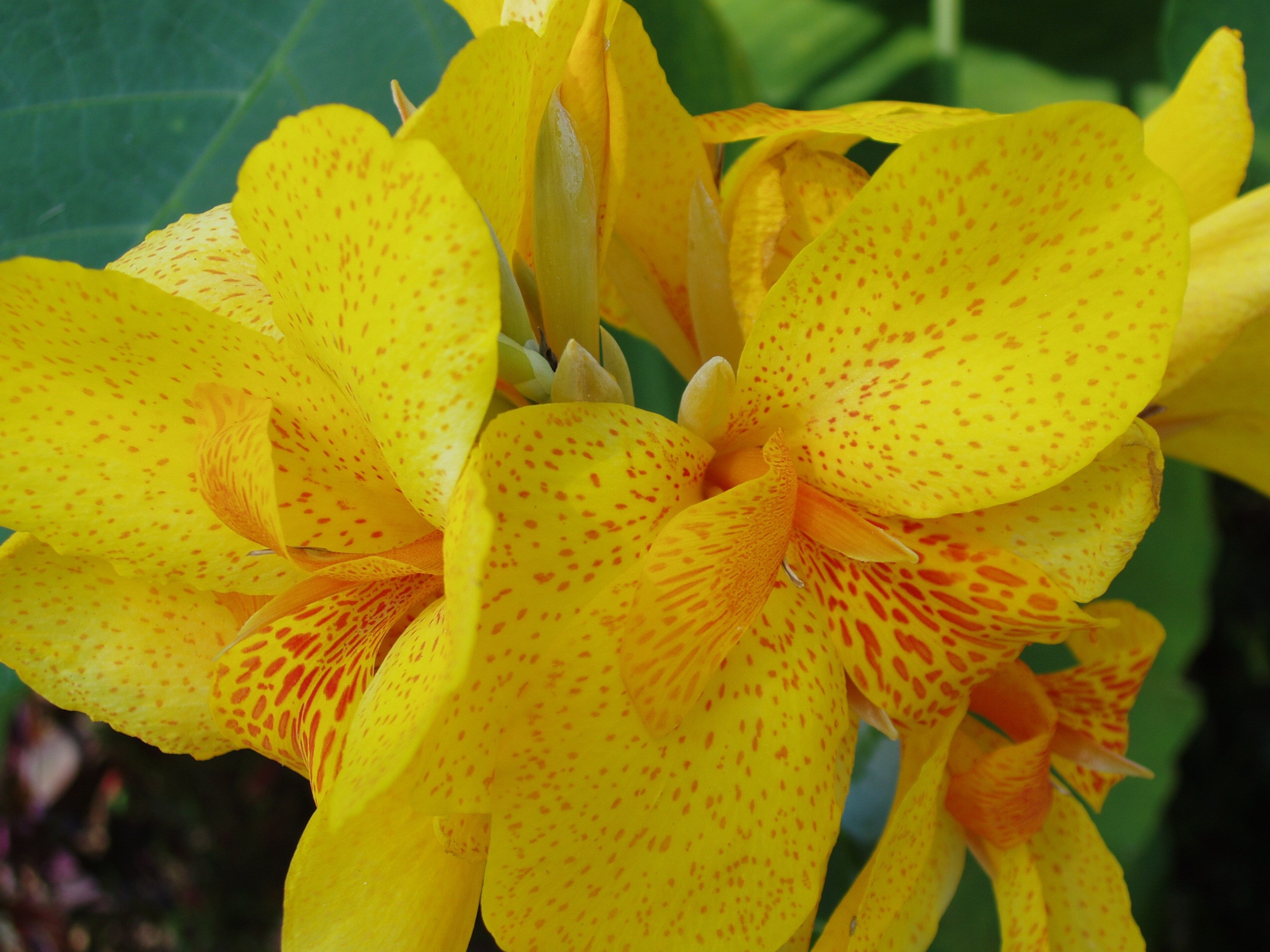 Отпуск 13.07-24.08. Семейный, Свадебный фотограф СПБ Питер— Романова Екатерина