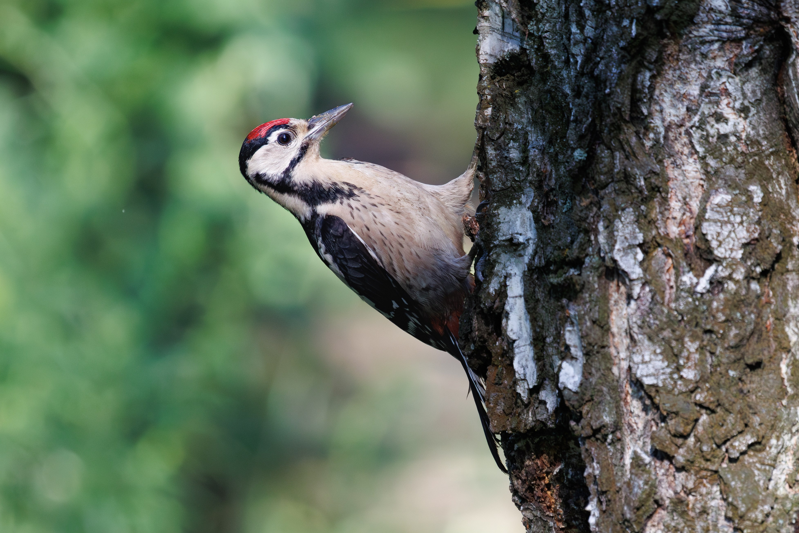 Большой пестрый дятел,  г. Люберцы, парк "Центральный" Снято на Canon EOS R8, RF 600 mm f11.