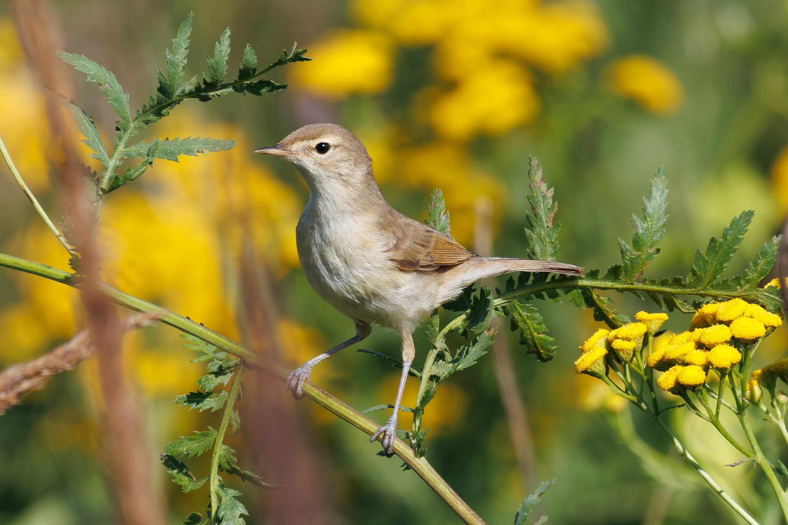 Птицы Москворецкого пойменного заказника. Птицы парков г. Люберцы