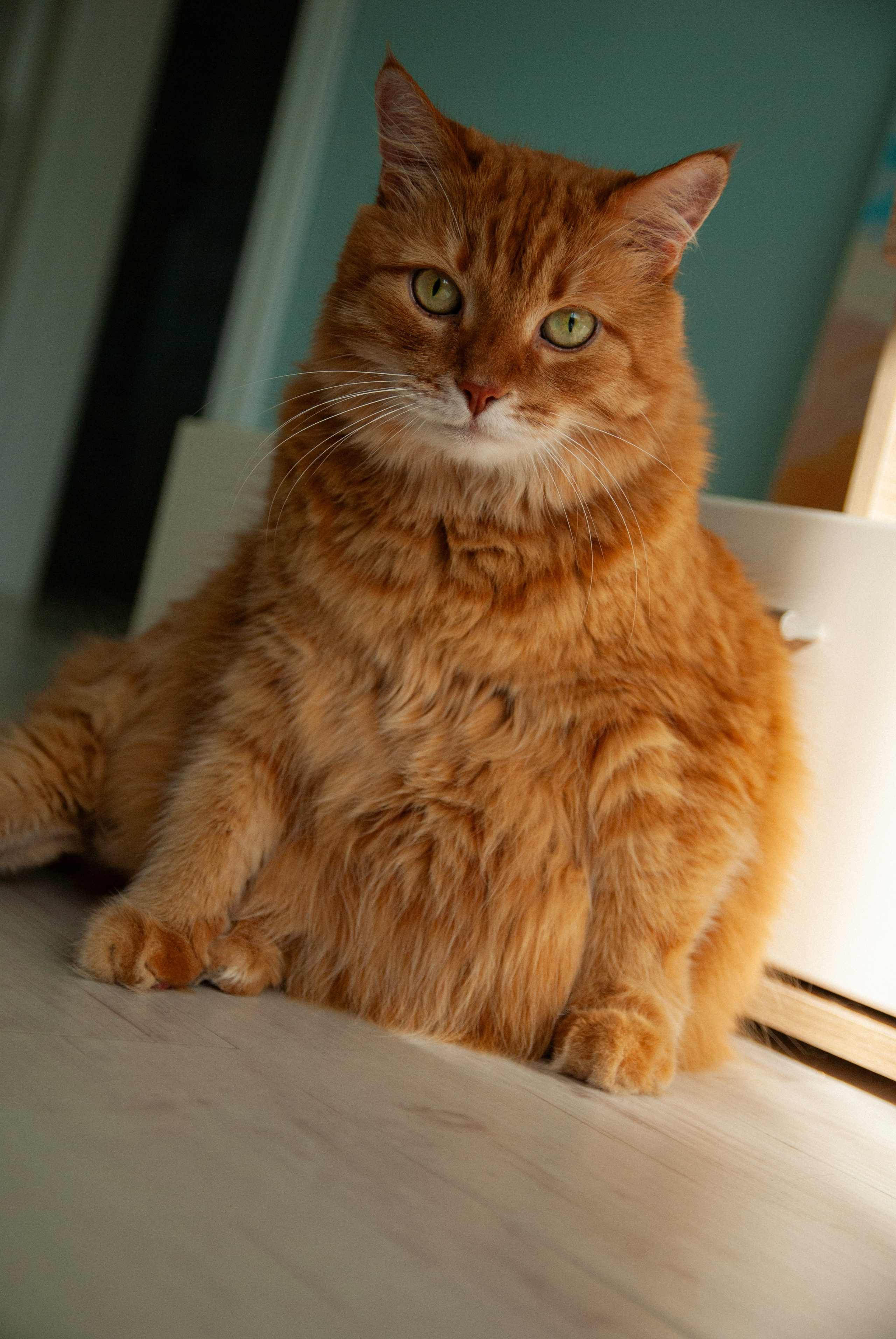 Зоопарк в моём багаже. Кошенкова Мария: портретный и репортажный фотограф. Санкт-Петербург