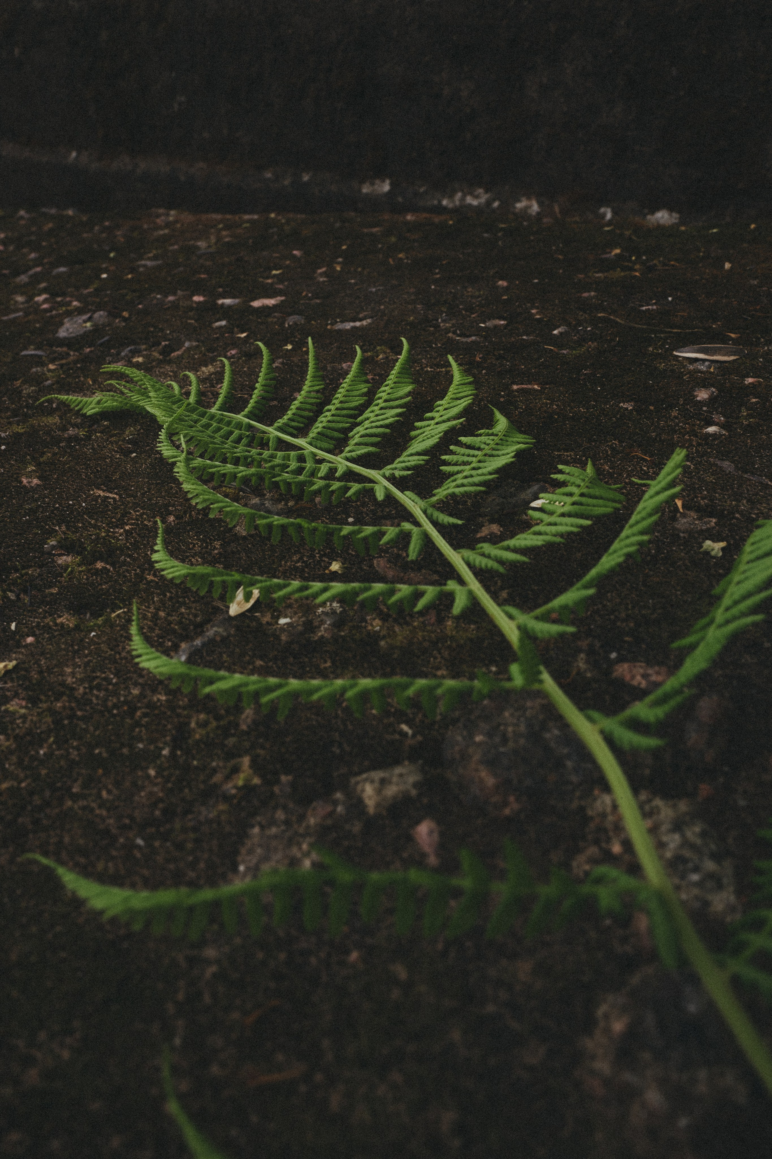 Happy Birthday, Alina ♥️. <3