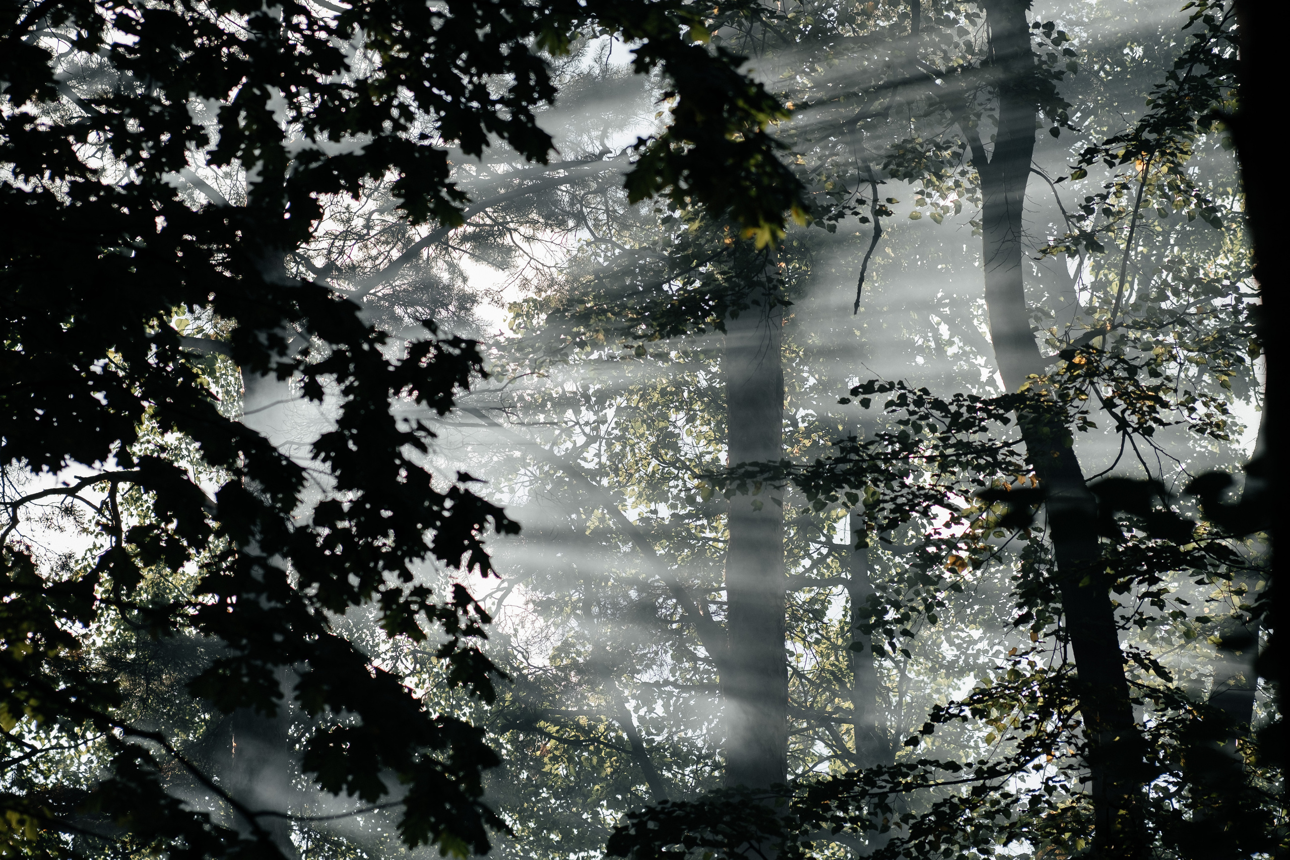 Свадебный фотограф Москва Санкт-Петербург СПБ