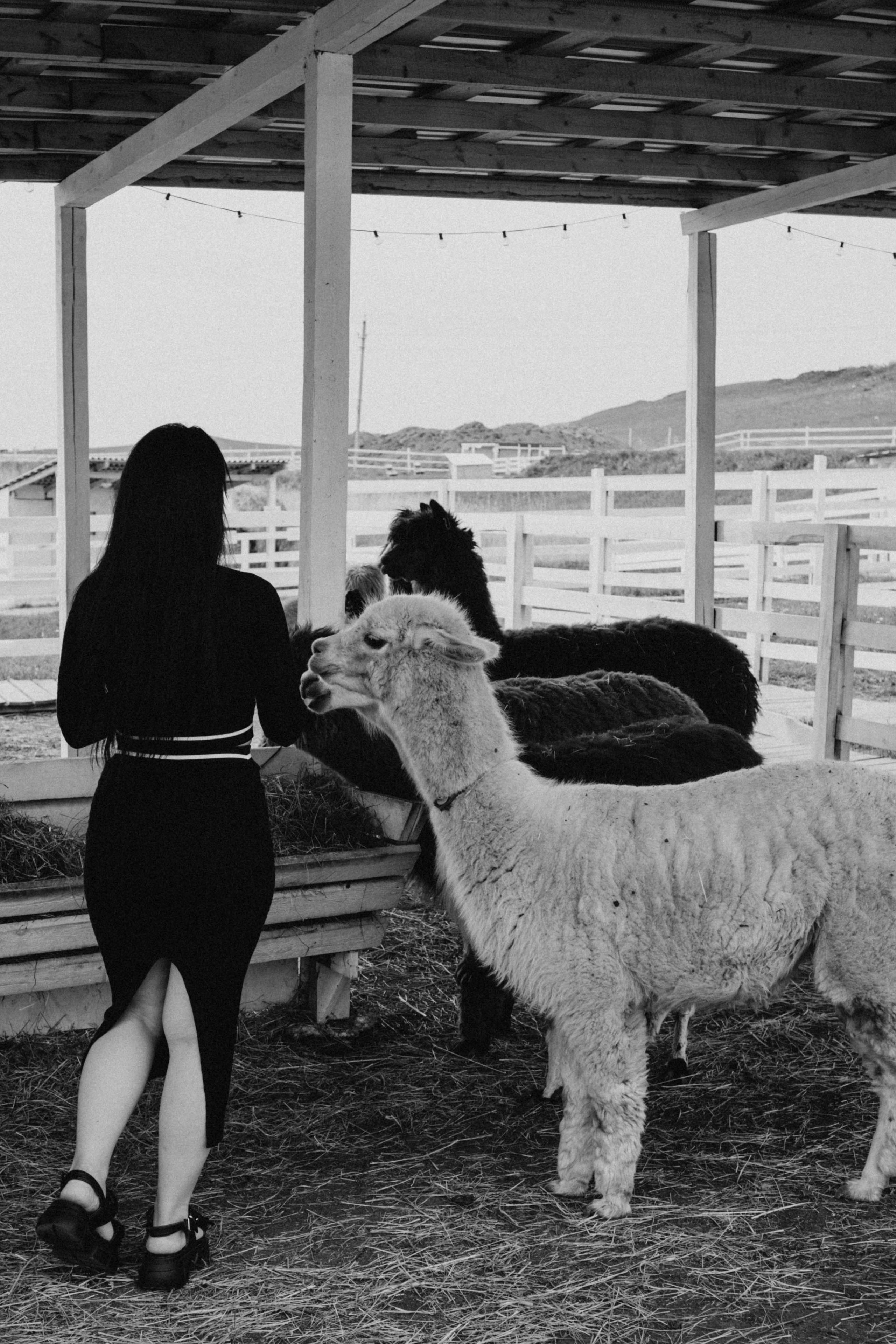 Ферма Альпак. Профессиональный фотограф, Санкт-Петербург — Виктория Богомолова