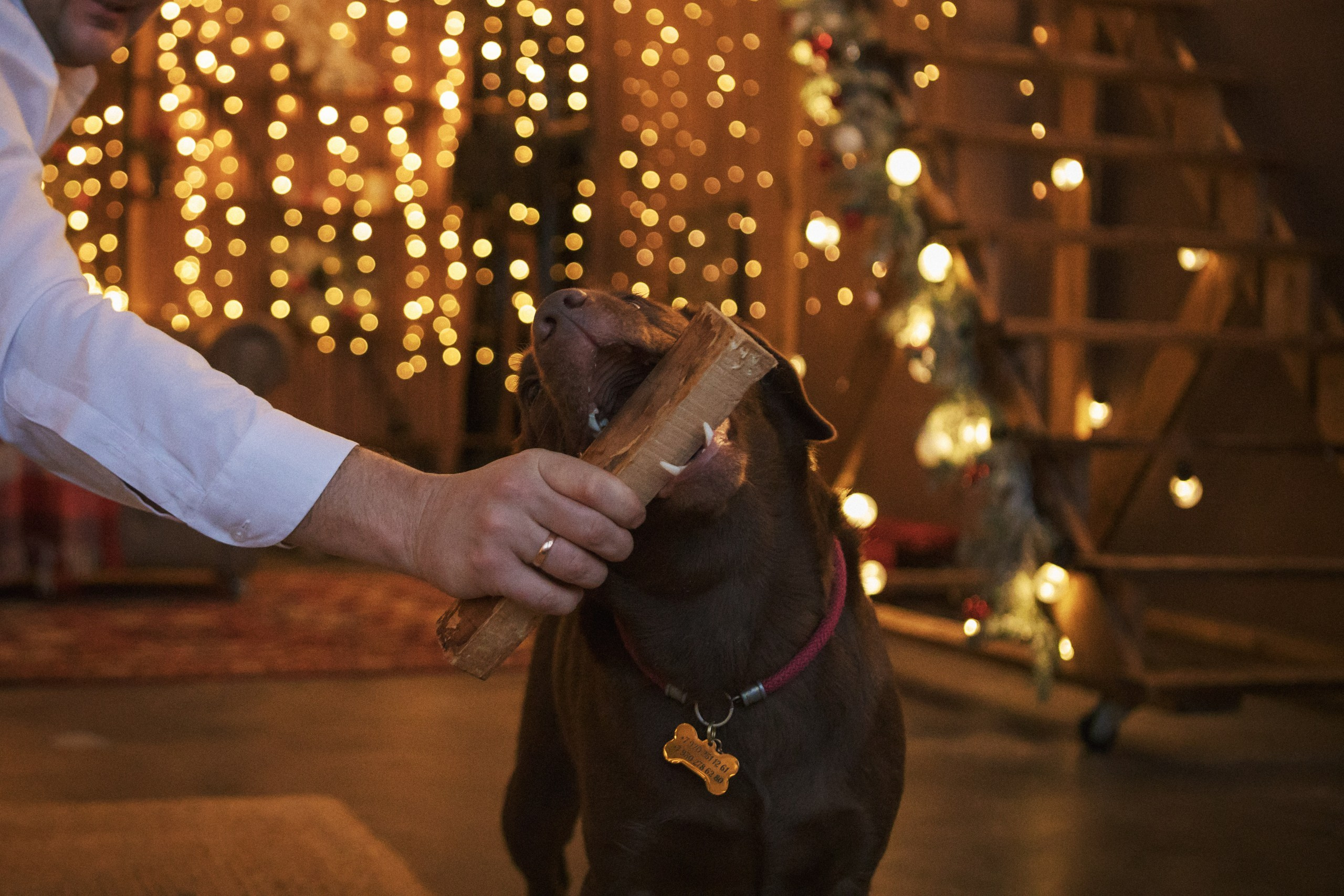 Семья Евгении. Студия. Фотограф анималист Кузнецова Анна Нижний Новгород