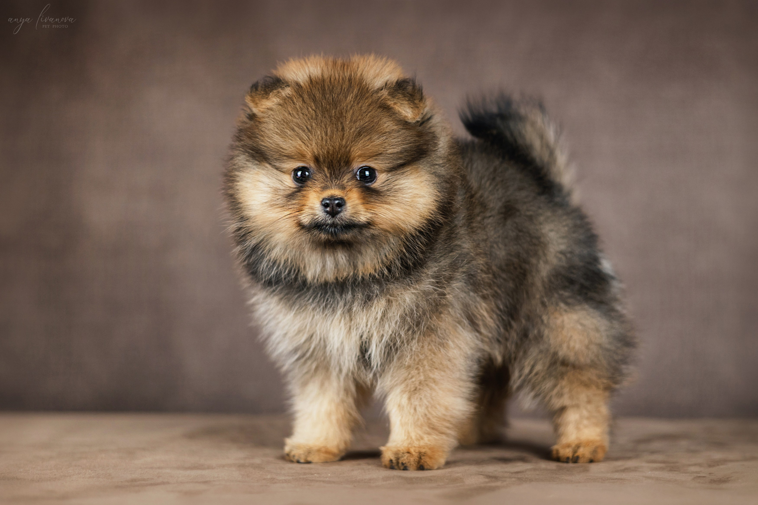 Шпицули. Фотограф анималист Аня Ливанова | Рыбинск