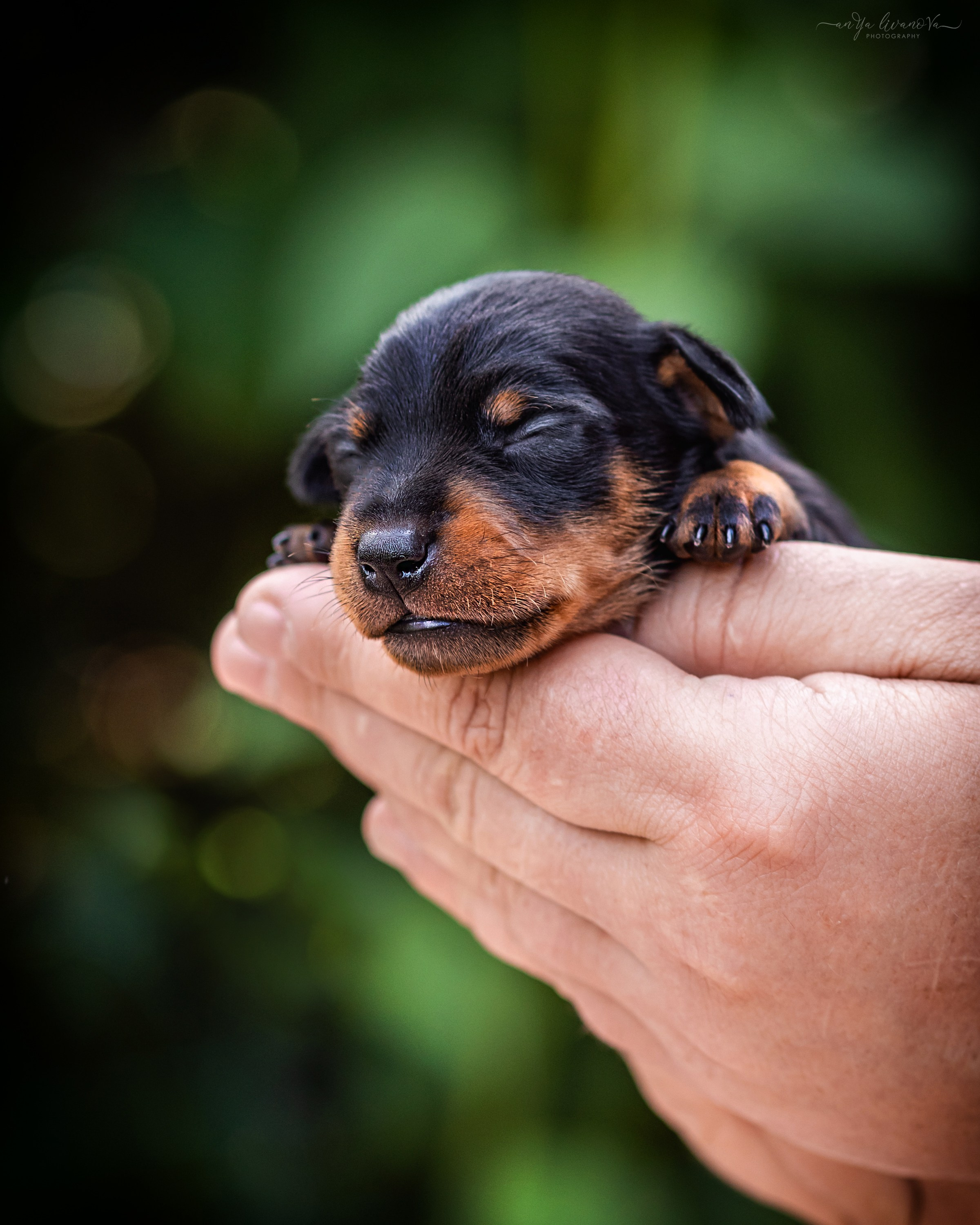 Малыши пинчеры. Фотограф анималист Аня Ливанова | Рыбинск