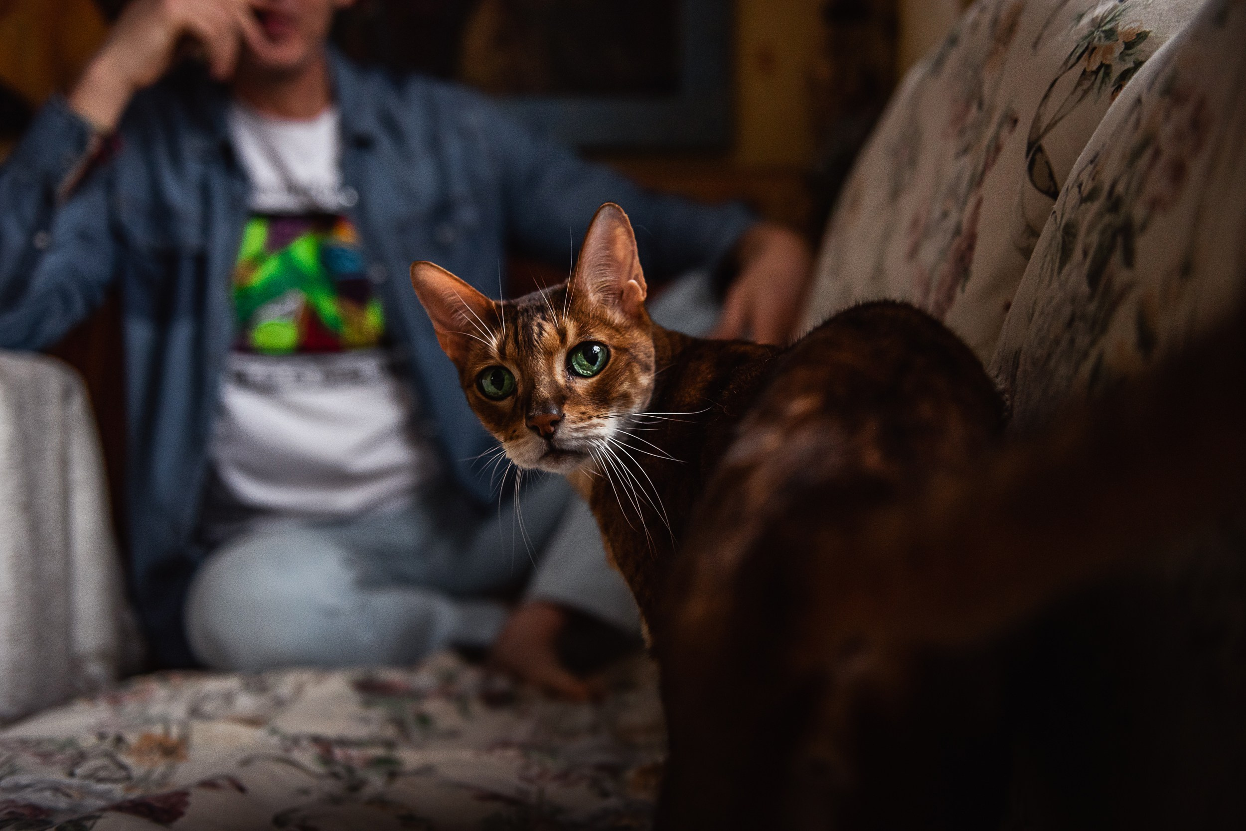 Квартира с картинами. Алиса, Андрей и их пушистая семья. Семейный Фотограф в Москве Ирина Хохлова