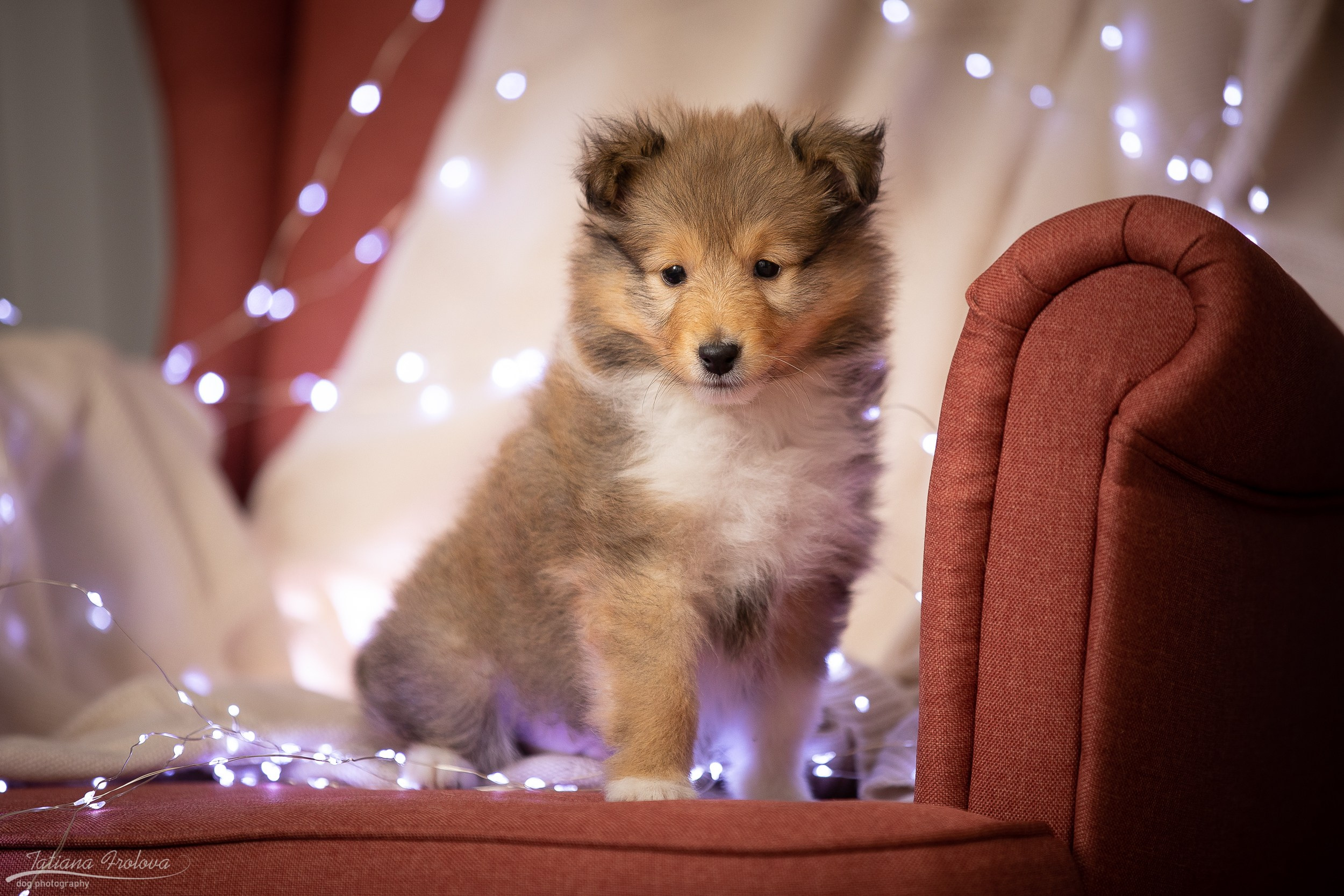 Съёмка щенков дома. Фотограф-анималист в Москве и Московской области Татьяна Фролова