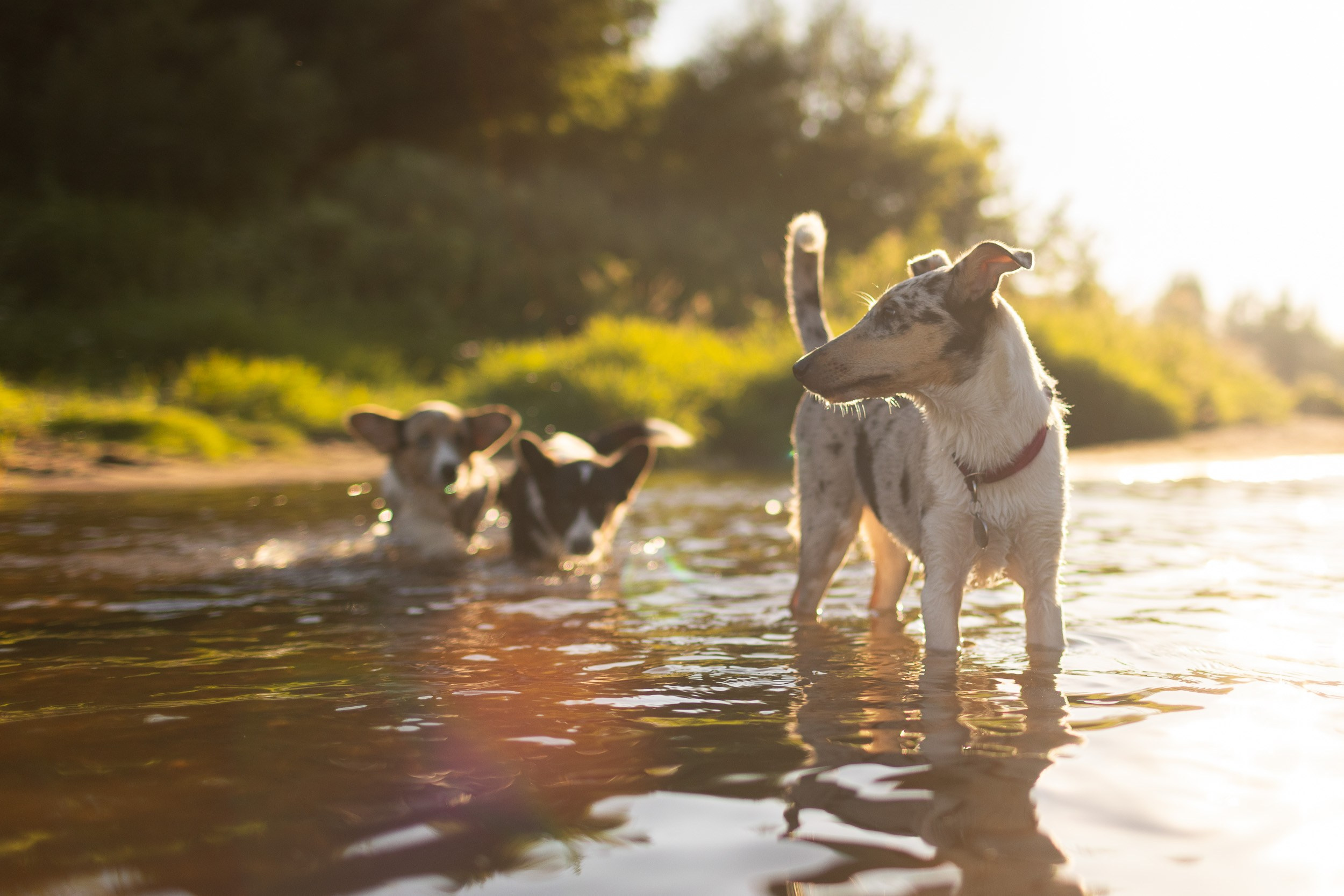 Купание щенков в стиле лайфстайл. Фотограф-анималист в Москве и Московской области Татьяна Фролова