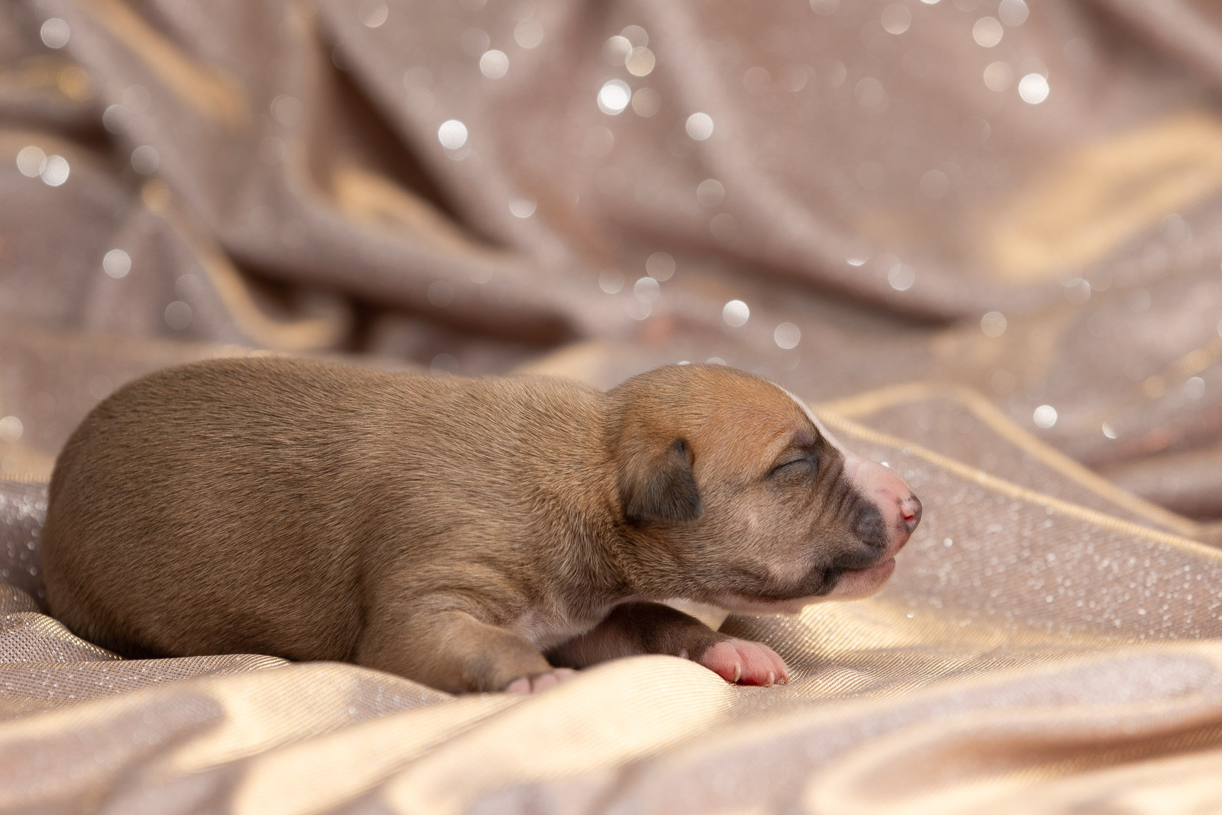 Ньюборн для щенков уиппета. Фотограф-анималист в Москве и Московской области Татьяна Фролова