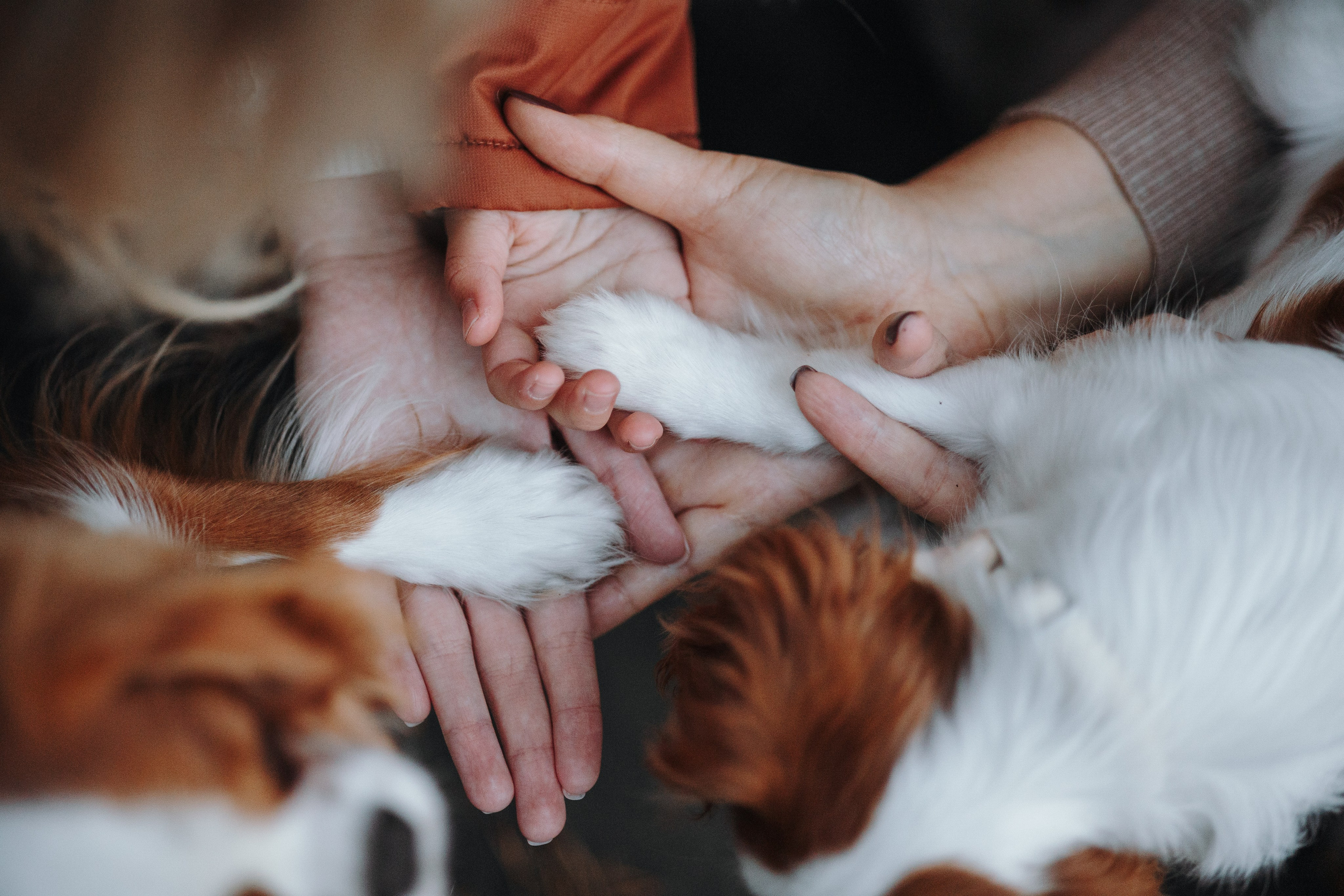 Семейная история. Фотограф — Анималист | Санкт-Петербург