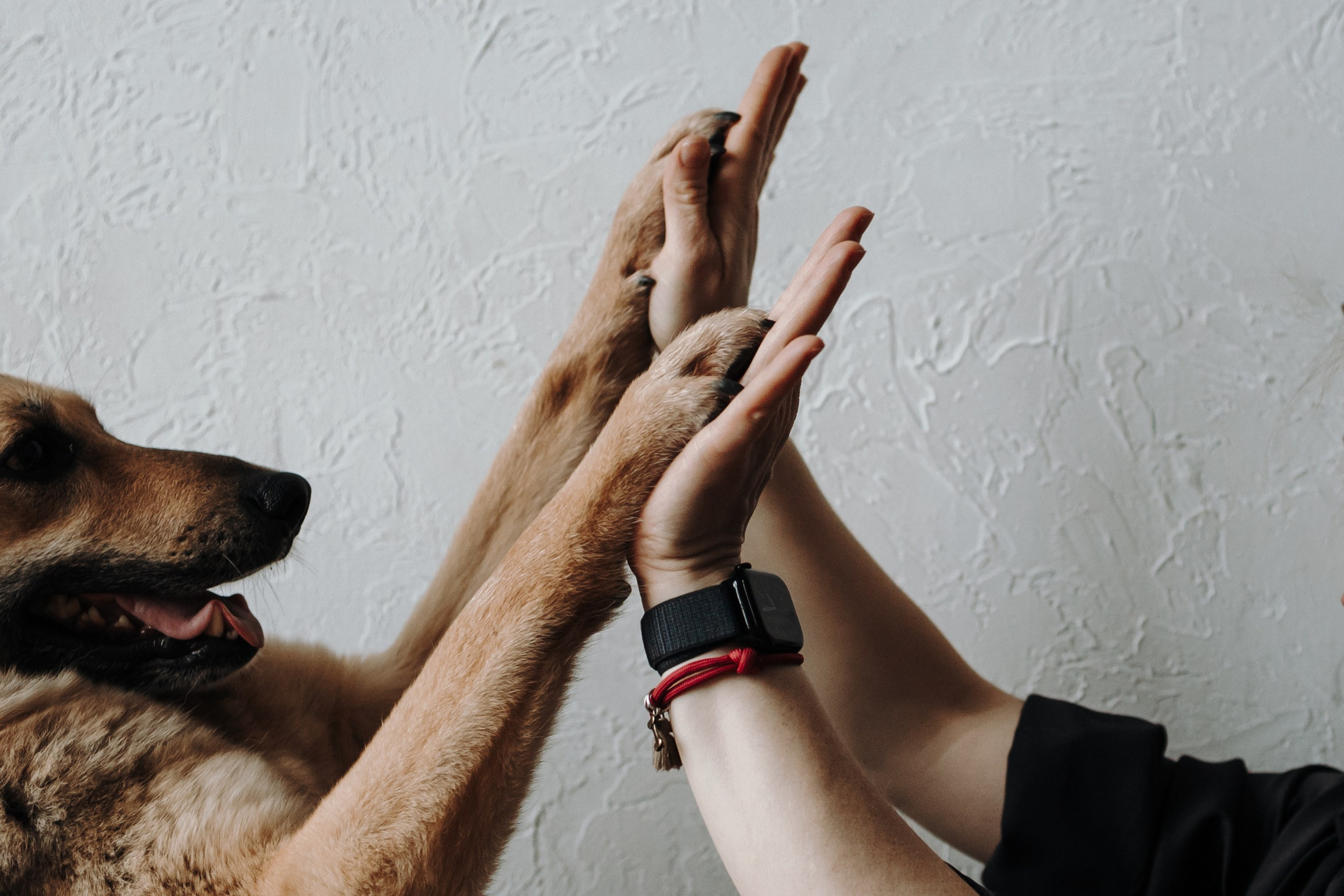 Лена и Дёма. Фотограф — Анималист | Санкт-Петербург