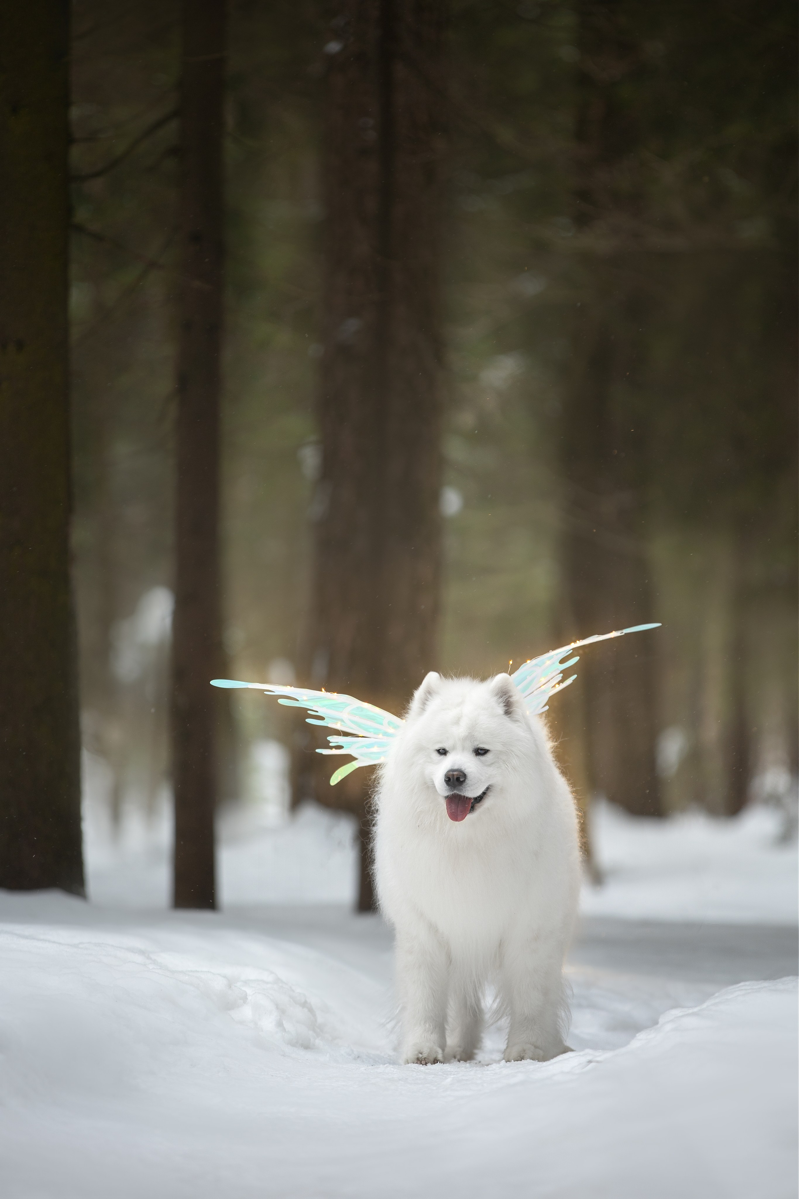 Самоедские мальчишки. Фотограф анималист в Москве Майорова Евгения