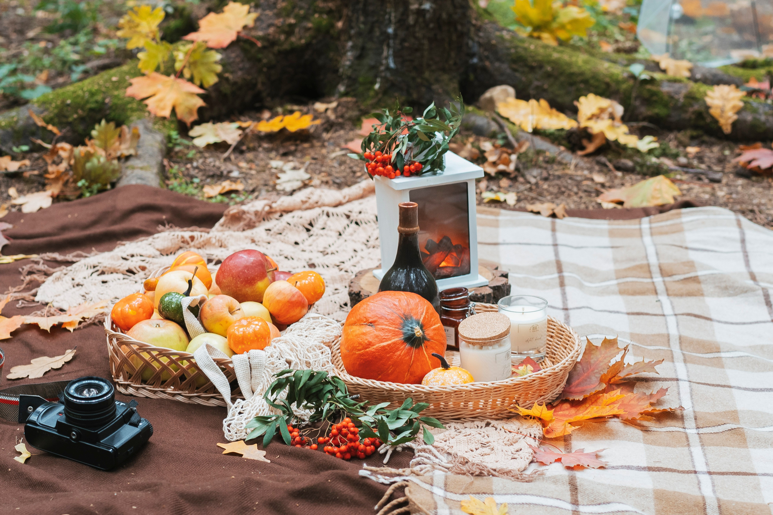 Осень в лесу. Brand photographer