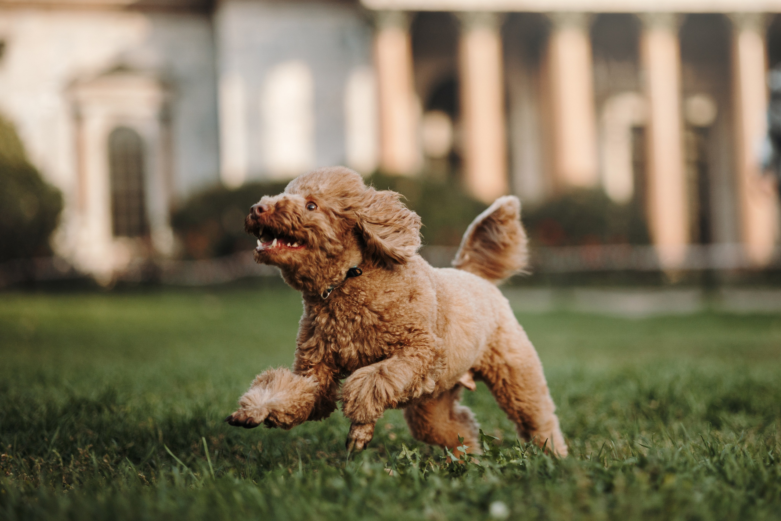 Барни и его семья. Фотограф — Анималист | Санкт-Петербург