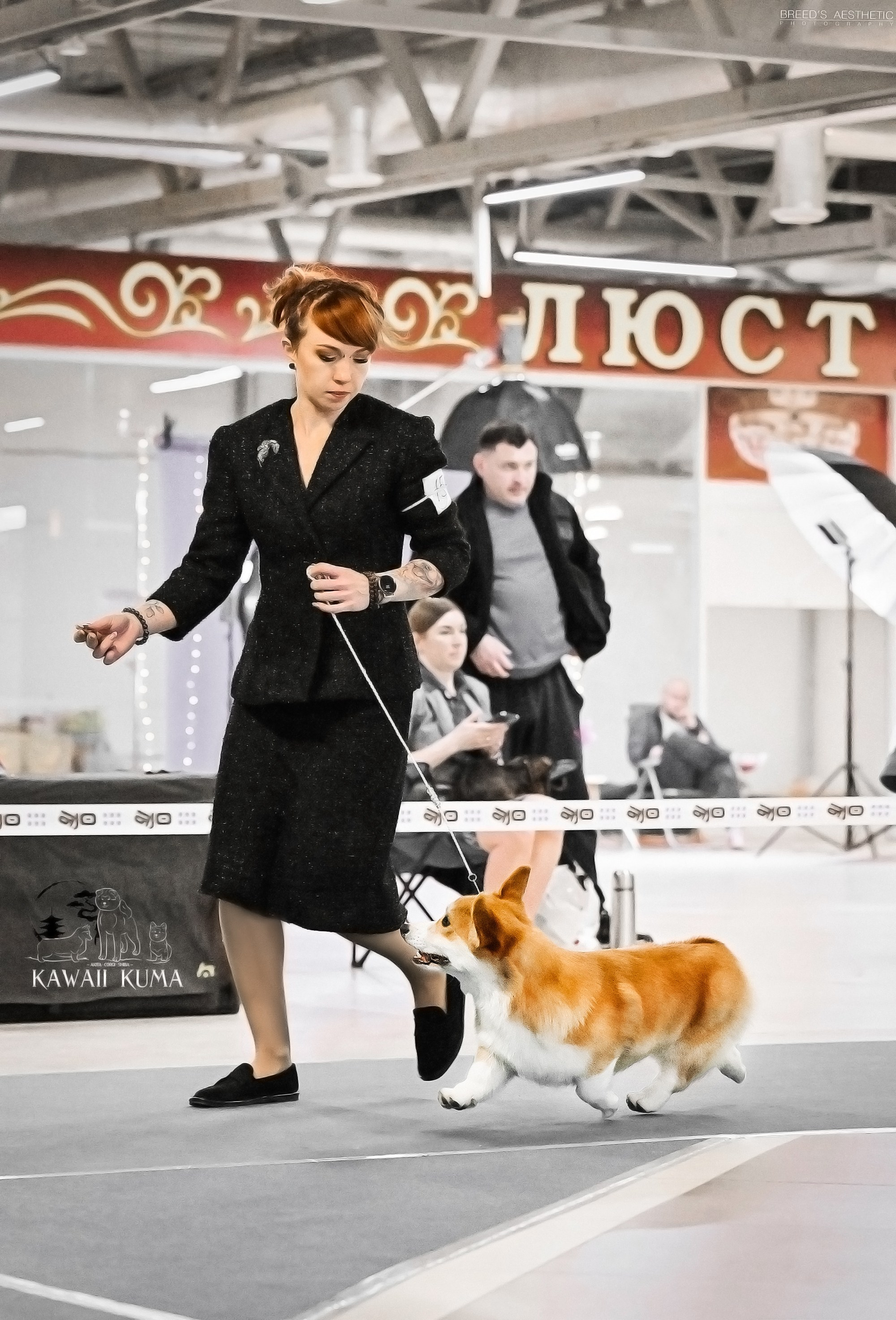 КОРГИ. Kawaii Kuma питомник собак пород Корги пемброк, Акита ину, Сиба