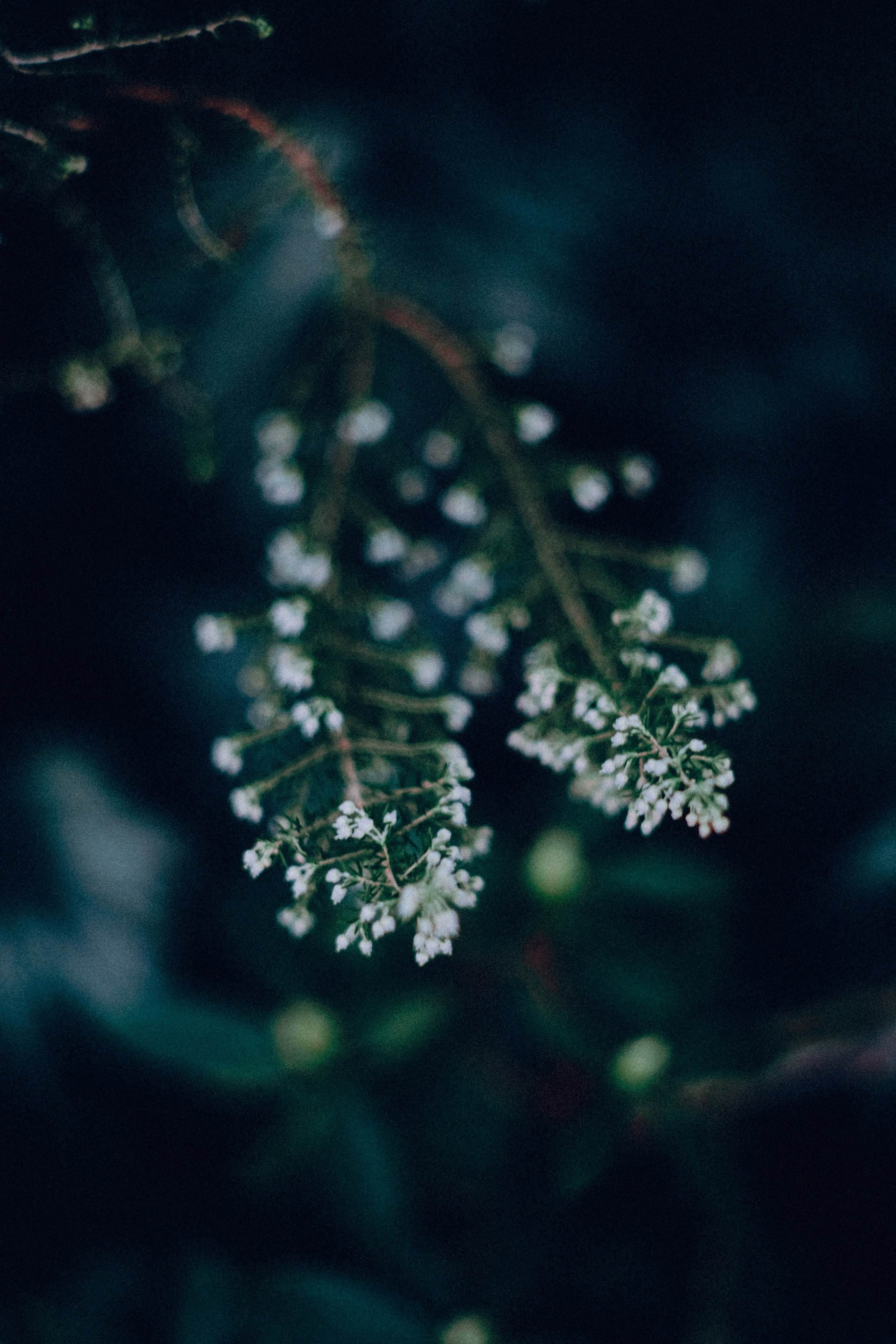 Botanical. Портретный и свадебный фотограф в Москве и Санкт-Петербурге. Учитель фотографии онлайн и оффлайн