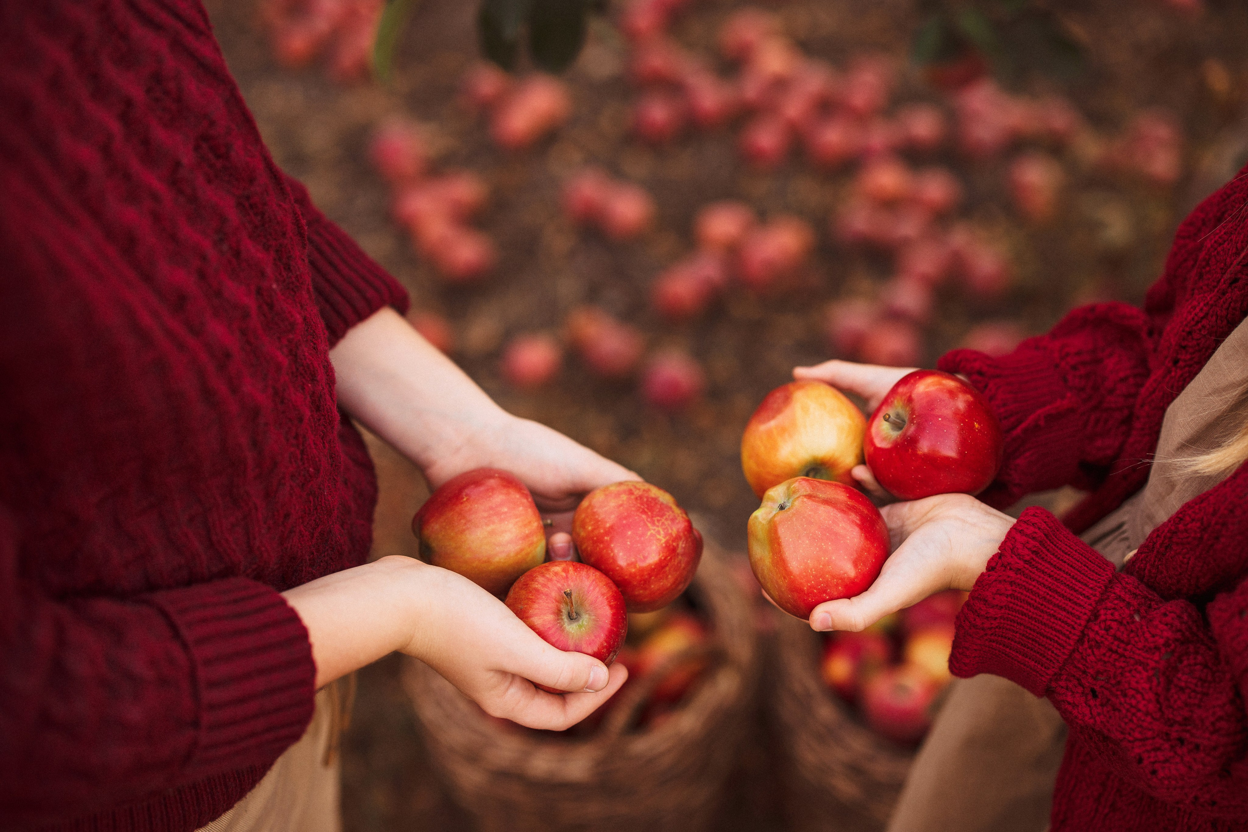 Сбор урожая Яблок. Семейный и детский фотограф в Краснодаре Анна Трашкова